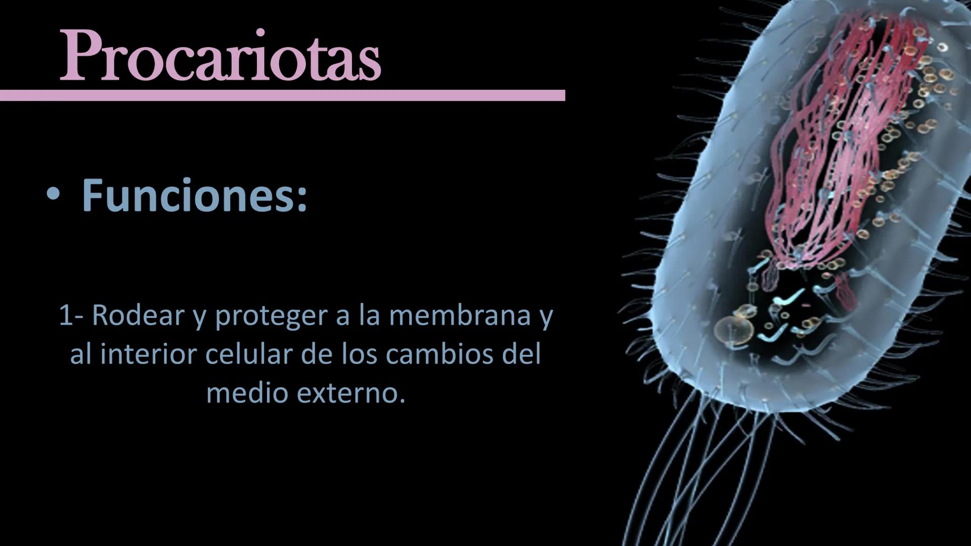 AD NACIONAL DE TUCUMAN
08
iol
B
de los Microorganismos
elular
PEDES IN TERRA AD SIDERA
MCMXIV
VISUS
Dra. María José
Miranda
2025 # Modelos