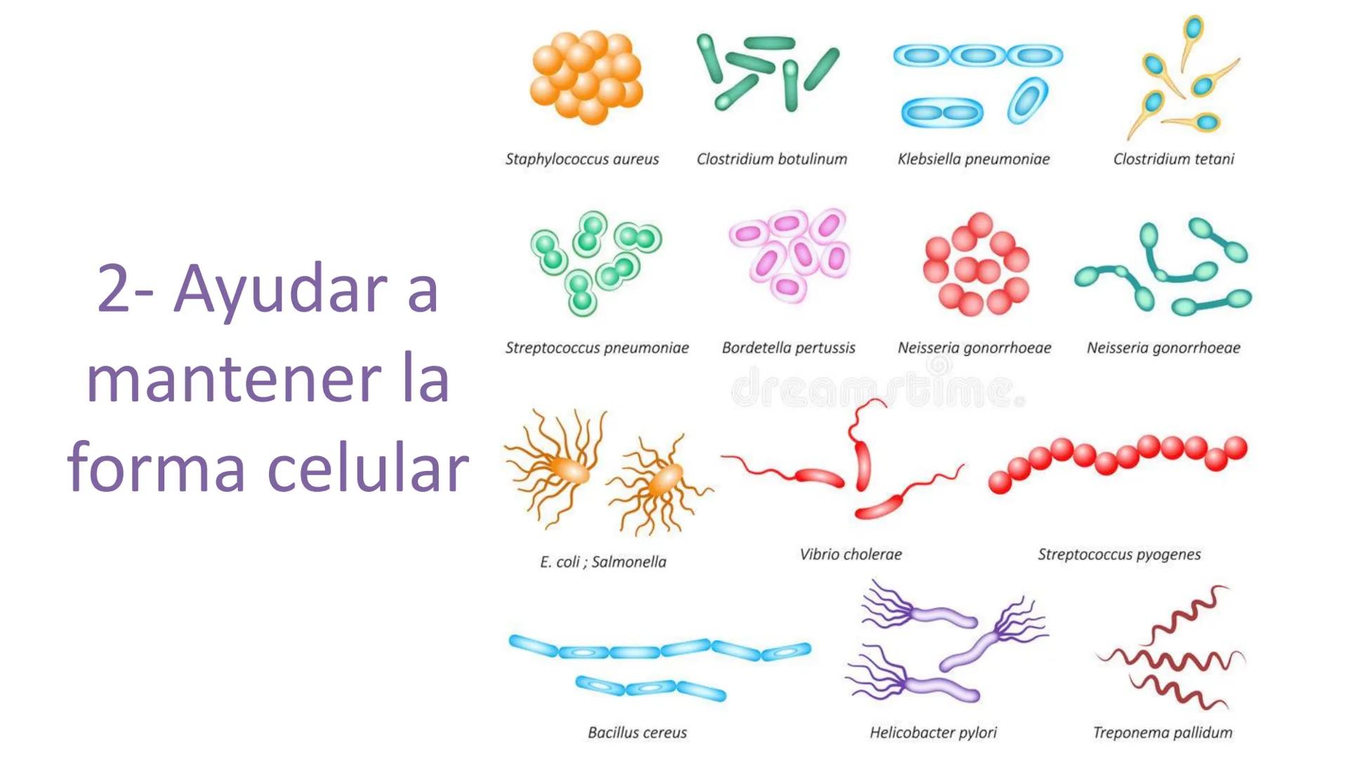 AD NACIONAL DE TUCUMAN
08
iol
B
de los Microorganismos
elular
PEDES IN TERRA AD SIDERA
MCMXIV
VISUS
Dra. María José
Miranda
2025 # Modelos