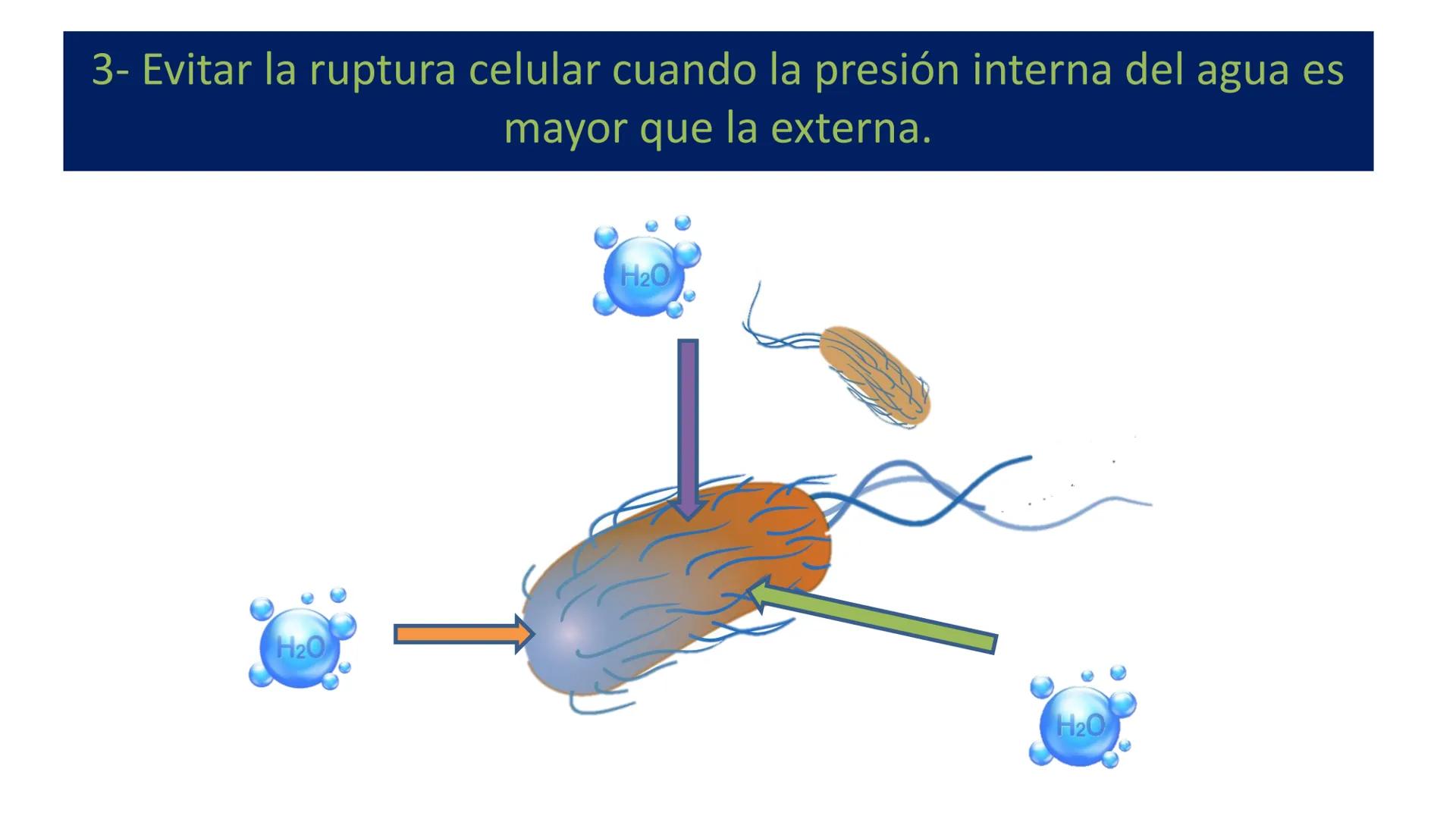 AD NACIONAL DE TUCUMAN
08
iol
B
de los Microorganismos
elular
PEDES IN TERRA AD SIDERA
MCMXIV
VISUS
Dra. María José
Miranda
2025 # Modelos
