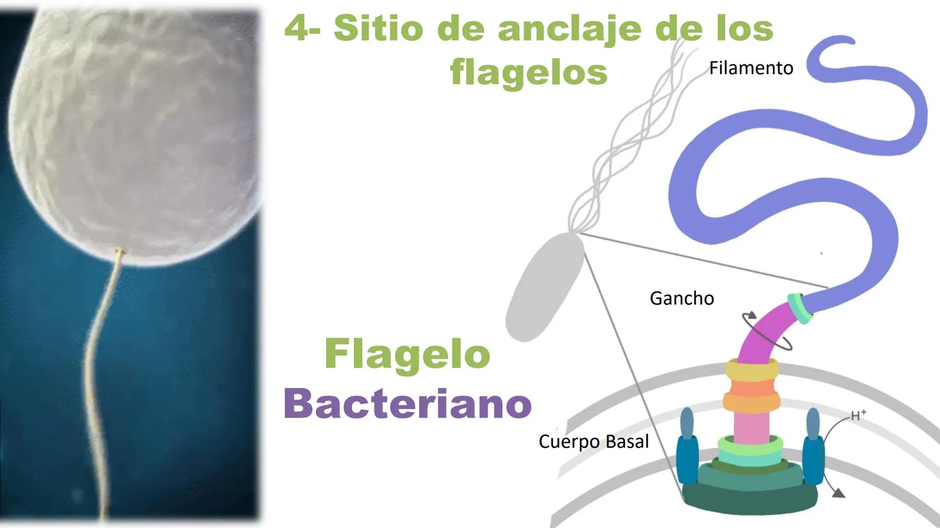 AD NACIONAL DE TUCUMAN
08
iol
B
de los Microorganismos
elular
PEDES IN TERRA AD SIDERA
MCMXIV
VISUS
Dra. María José
Miranda
2025 # Modelos