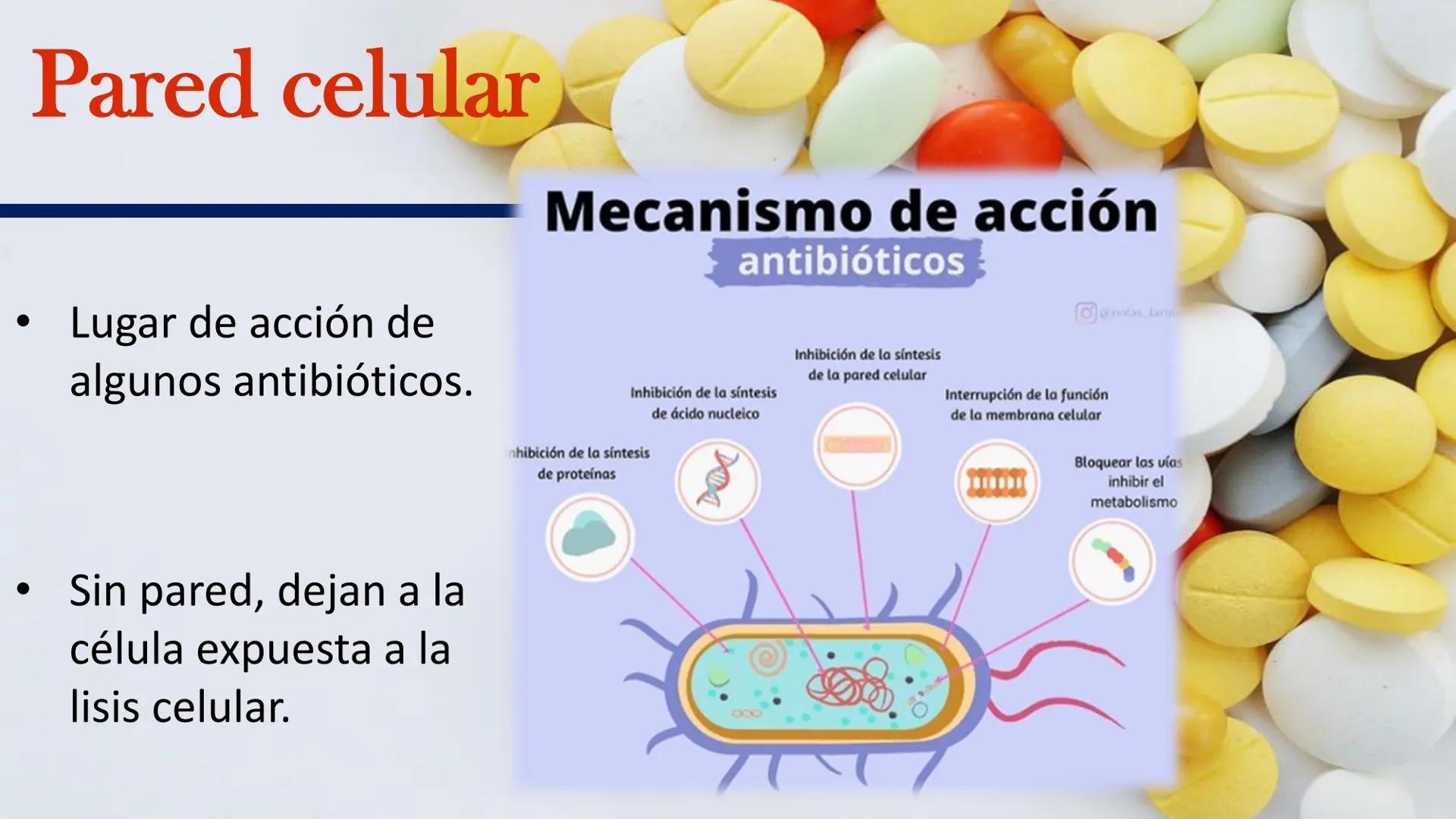 AD NACIONAL DE TUCUMAN
08
iol
B
de los Microorganismos
elular
PEDES IN TERRA AD SIDERA
MCMXIV
VISUS
Dra. María José
Miranda
2025 # Modelos
