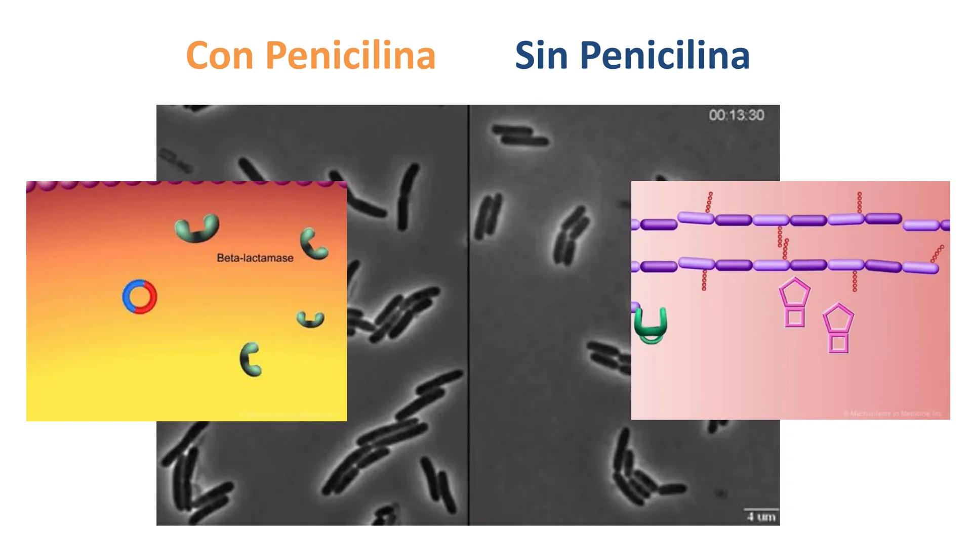 AD NACIONAL DE TUCUMAN
08
iol
B
de los Microorganismos
elular
PEDES IN TERRA AD SIDERA
MCMXIV
VISUS
Dra. María José
Miranda
2025 # Modelos