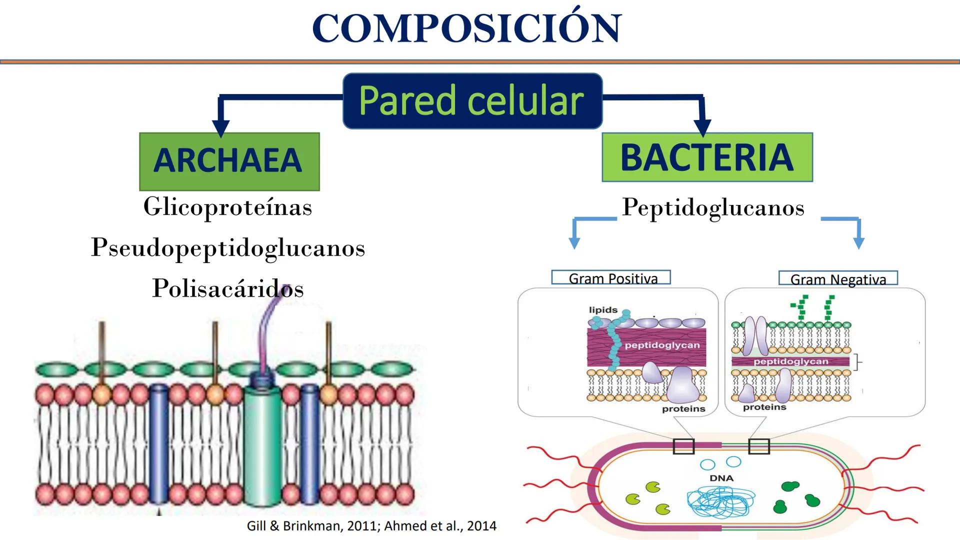 AD NACIONAL DE TUCUMAN
08
iol
B
de los Microorganismos
elular
PEDES IN TERRA AD SIDERA
MCMXIV
VISUS
Dra. María José
Miranda
2025 # Modelos