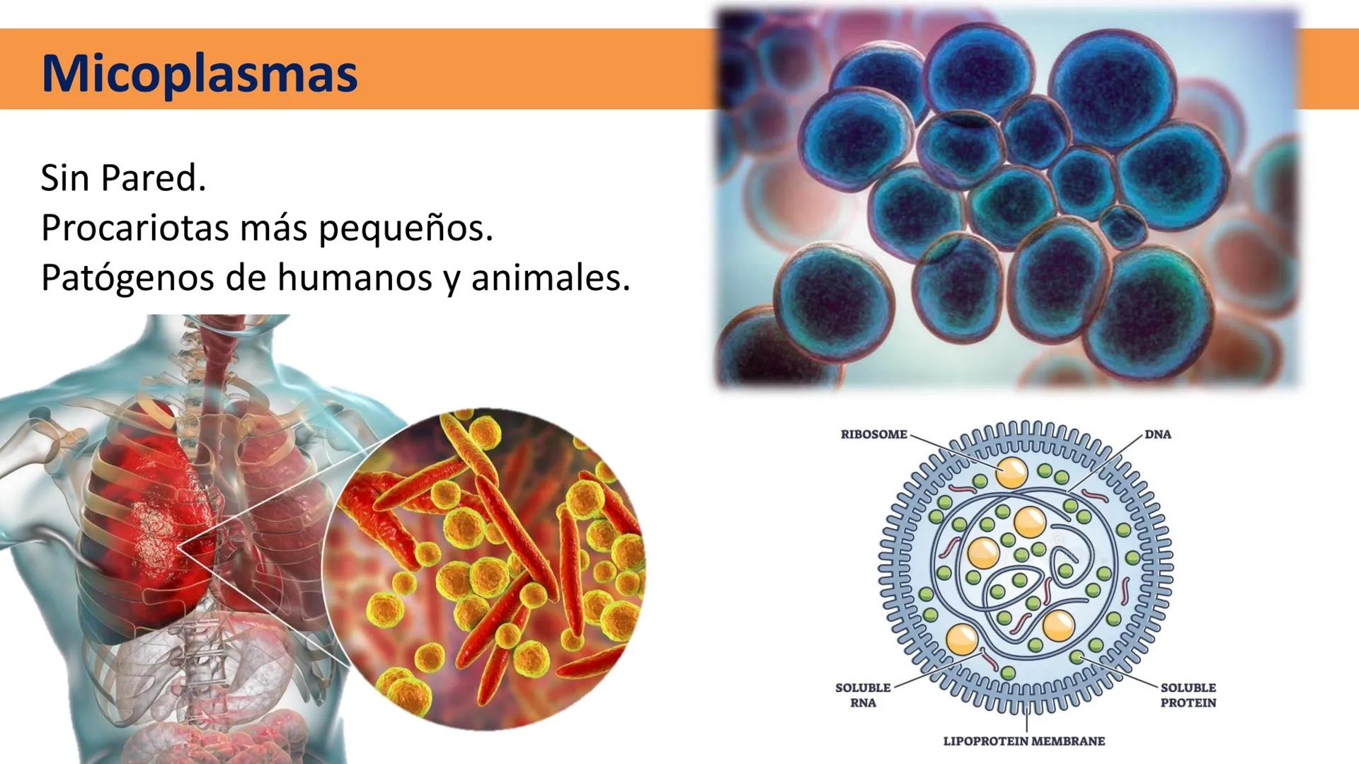 AD NACIONAL DE TUCUMAN
08
iol
B
de los Microorganismos
elular
PEDES IN TERRA AD SIDERA
MCMXIV
VISUS
Dra. María José
Miranda
2025 # Modelos