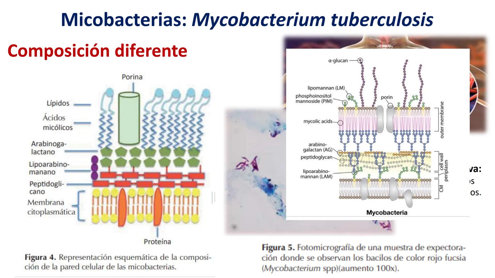 AD NACIONAL DE TUCUMAN
08
iol
B
de los Microorganismos
elular
PEDES IN TERRA AD SIDERA
MCMXIV
VISUS
Dra. María José
Miranda
2025 # Modelos