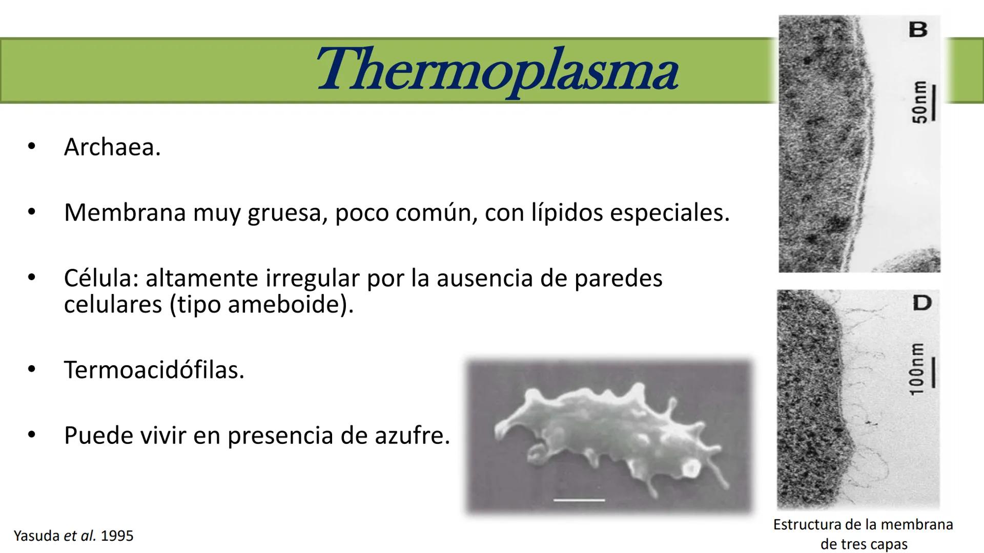 AD NACIONAL DE TUCUMAN
08
iol
B
de los Microorganismos
elular
PEDES IN TERRA AD SIDERA
MCMXIV
VISUS
Dra. María José
Miranda
2025 # Modelos