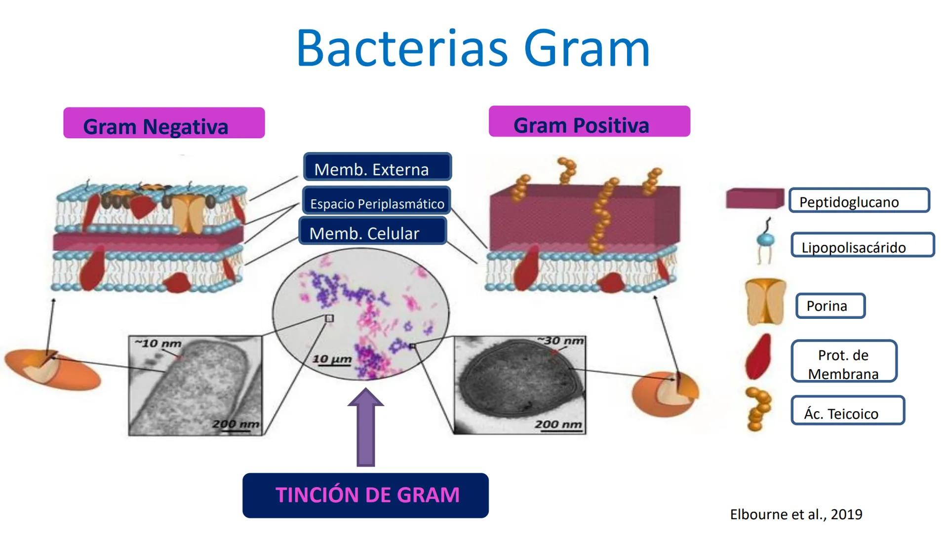 AD NACIONAL DE TUCUMAN
08
iol
B
de los Microorganismos
elular
PEDES IN TERRA AD SIDERA
MCMXIV
VISUS
Dra. María José
Miranda
2025 # Modelos