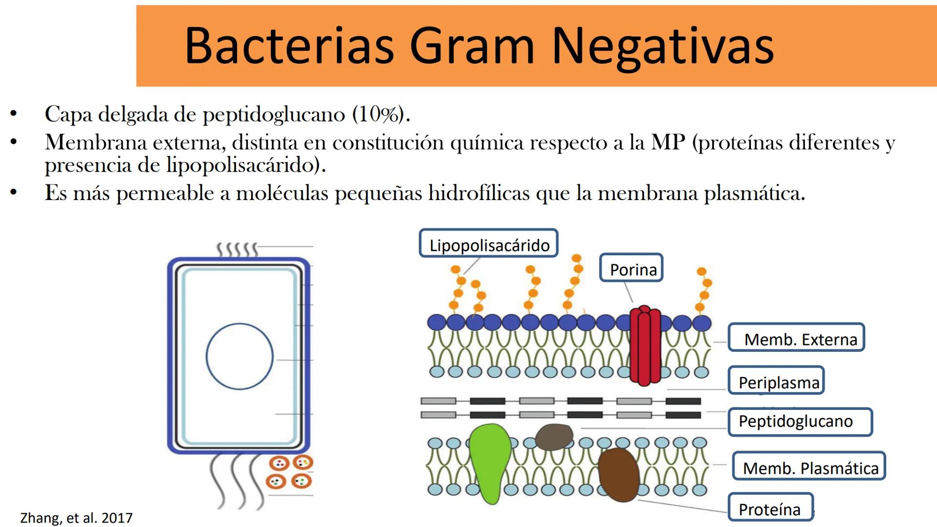 AD NACIONAL DE TUCUMAN
08
iol
B
de los Microorganismos
elular
PEDES IN TERRA AD SIDERA
MCMXIV
VISUS
Dra. María José
Miranda
2025 # Modelos
