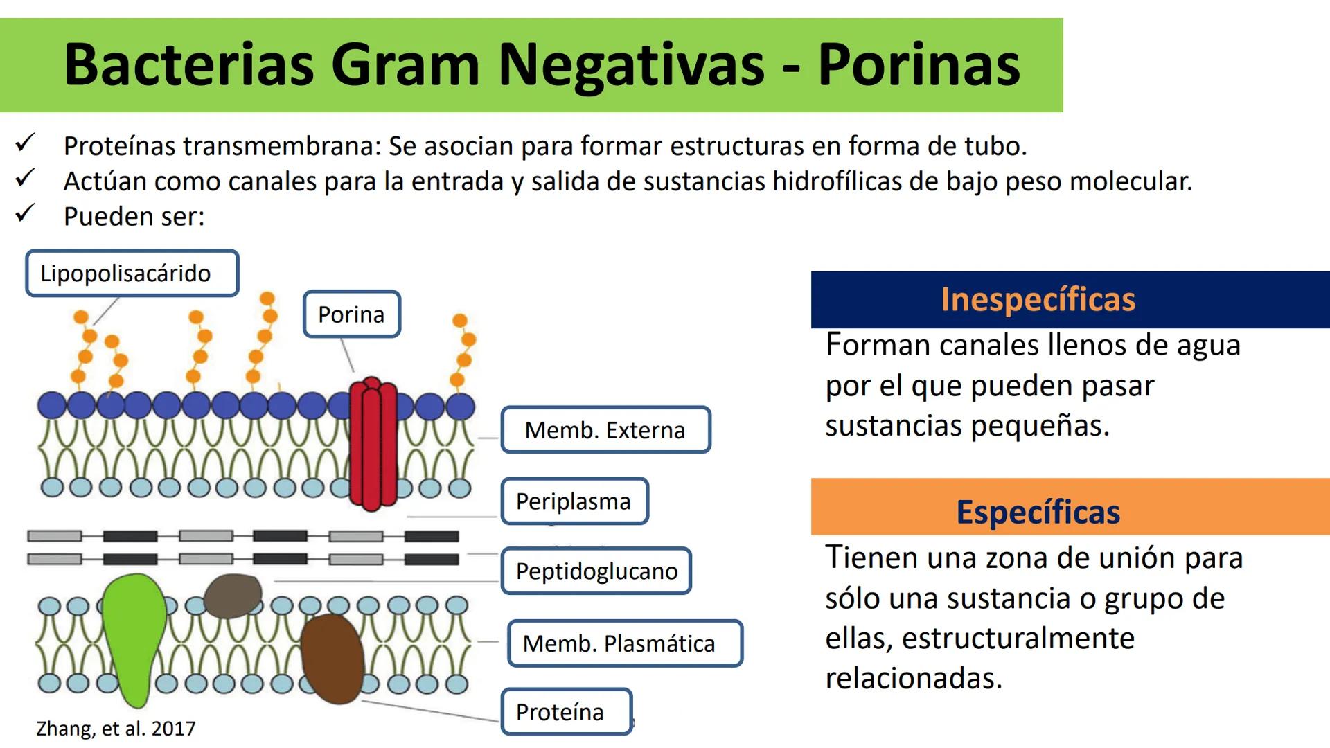 AD NACIONAL DE TUCUMAN
08
iol
B
de los Microorganismos
elular
PEDES IN TERRA AD SIDERA
MCMXIV
VISUS
Dra. María José
Miranda
2025 # Modelos