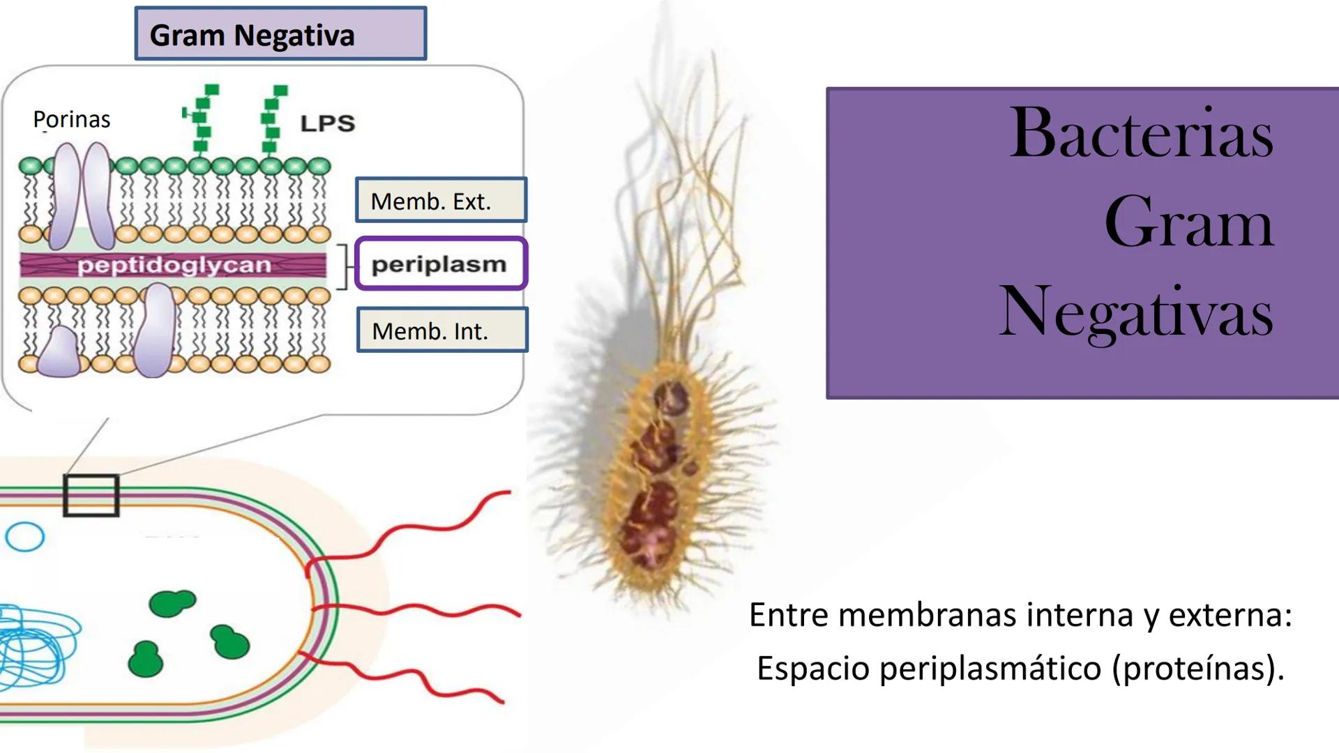 AD NACIONAL DE TUCUMAN
08
iol
B
de los Microorganismos
elular
PEDES IN TERRA AD SIDERA
MCMXIV
VISUS
Dra. María José
Miranda
2025 # Modelos
