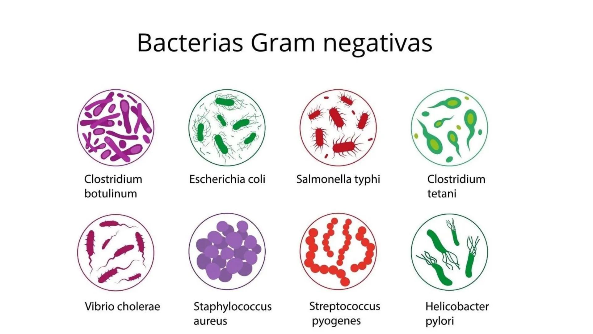 AD NACIONAL DE TUCUMAN
08
iol
B
de los Microorganismos
elular
PEDES IN TERRA AD SIDERA
MCMXIV
VISUS
Dra. María José
Miranda
2025 # Modelos