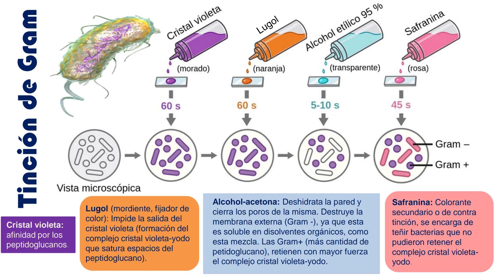 AD NACIONAL DE TUCUMAN
08
iol
B
de los Microorganismos
elular
PEDES IN TERRA AD SIDERA
MCMXIV
VISUS
Dra. María José
Miranda
2025 # Modelos