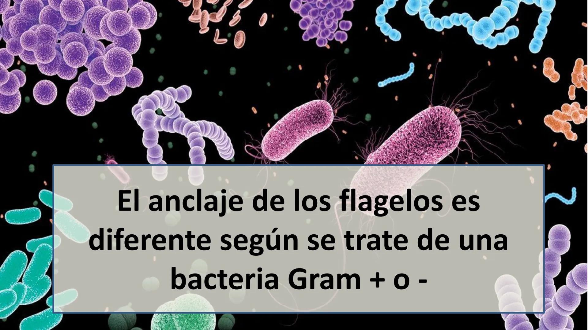 AD NACIONAL DE TUCUMAN
08
iol
B
de los Microorganismos
elular
PEDES IN TERRA AD SIDERA
MCMXIV
VISUS
Dra. María José
Miranda
2025 # Modelos