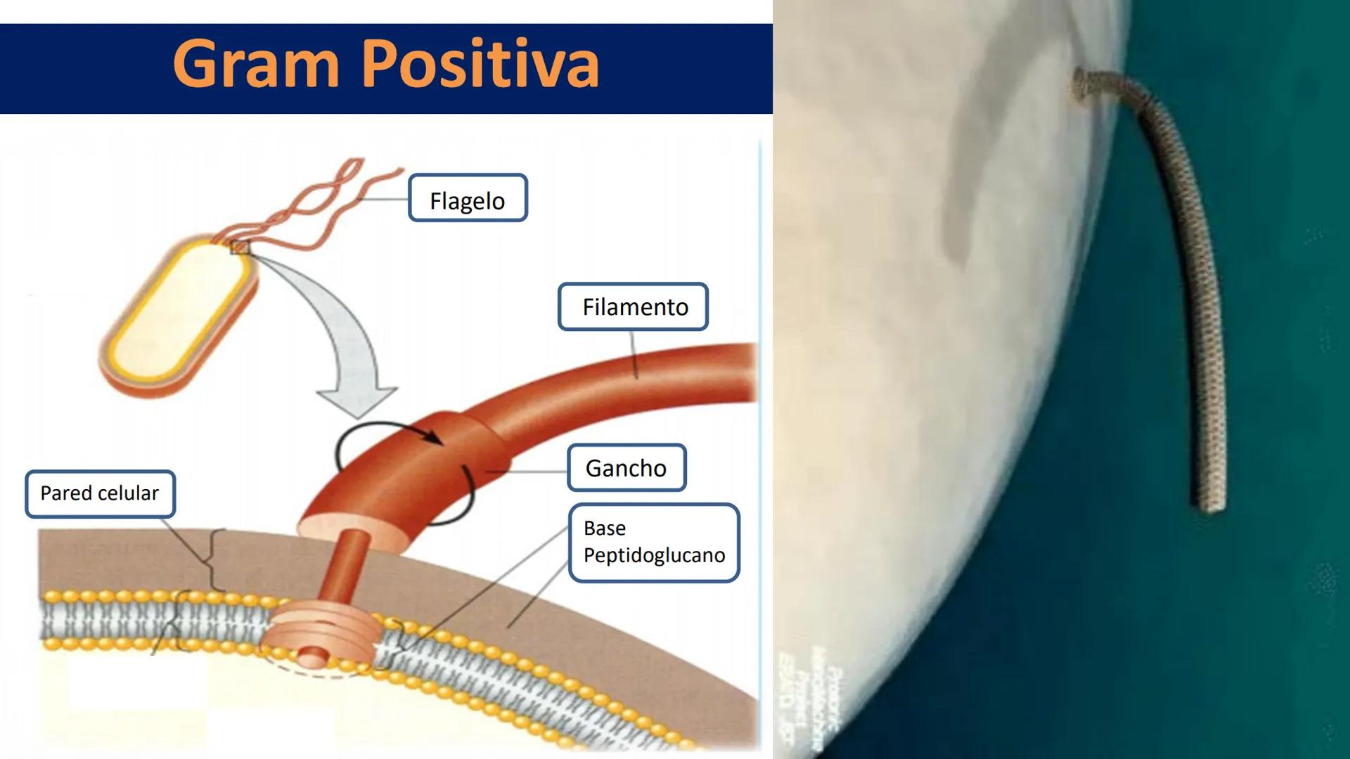 AD NACIONAL DE TUCUMAN
08
iol
B
de los Microorganismos
elular
PEDES IN TERRA AD SIDERA
MCMXIV
VISUS
Dra. María José
Miranda
2025 # Modelos