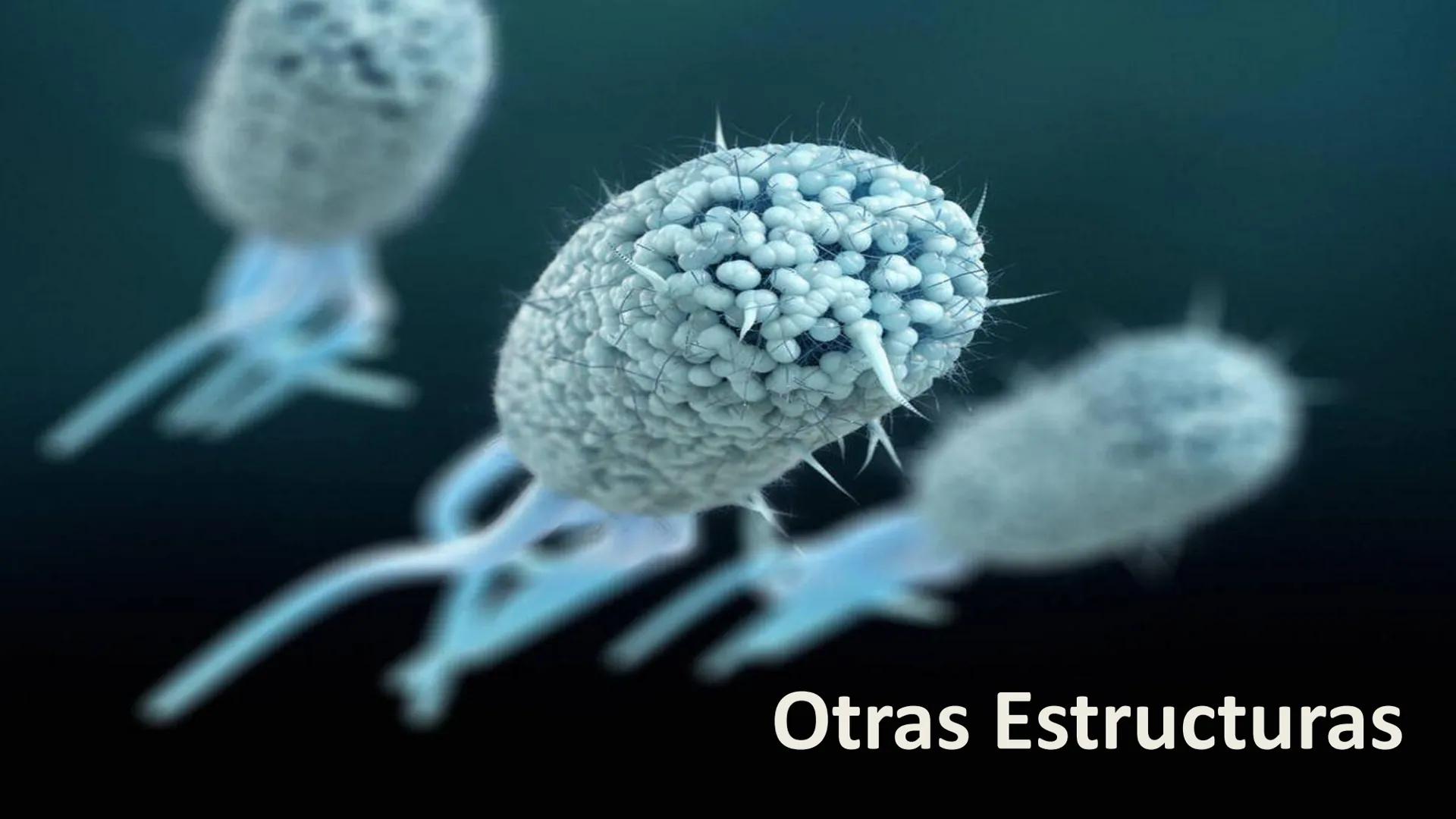 AD NACIONAL DE TUCUMAN
08
iol
B
de los Microorganismos
elular
PEDES IN TERRA AD SIDERA
MCMXIV
VISUS
Dra. María José
Miranda
2025 # Modelos