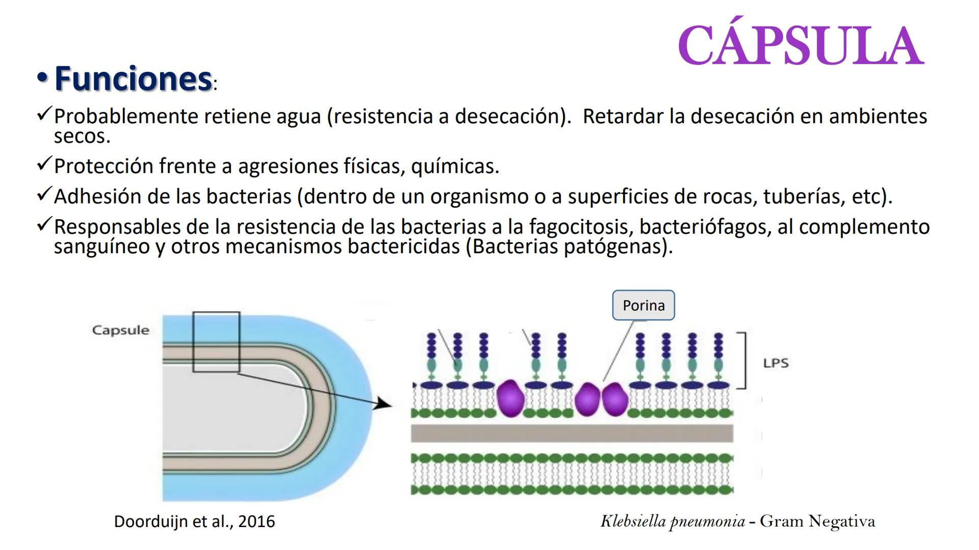 AD NACIONAL DE TUCUMAN
08
iol
B
de los Microorganismos
elular
PEDES IN TERRA AD SIDERA
MCMXIV
VISUS
Dra. María José
Miranda
2025 # Modelos