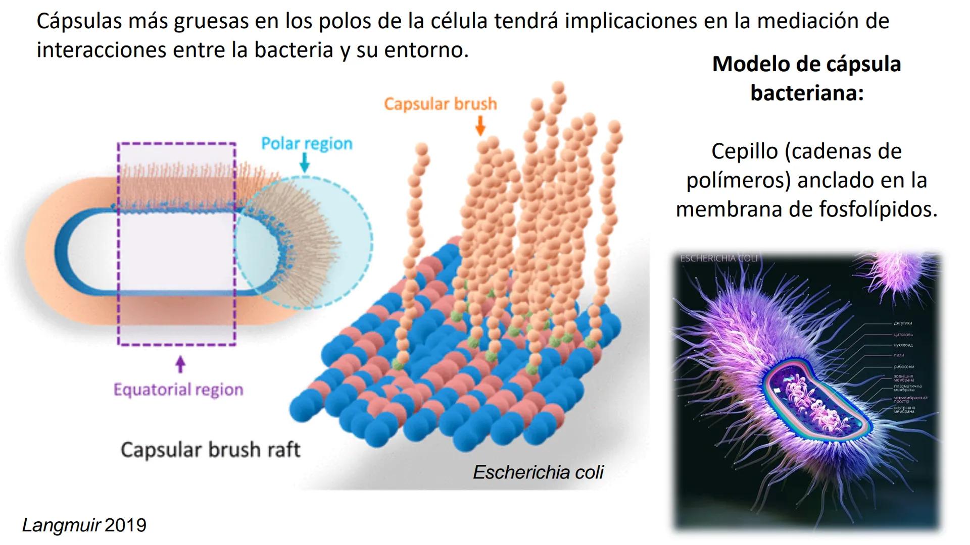 AD NACIONAL DE TUCUMAN
08
iol
B
de los Microorganismos
elular
PEDES IN TERRA AD SIDERA
MCMXIV
VISUS
Dra. María José
Miranda
2025 # Modelos