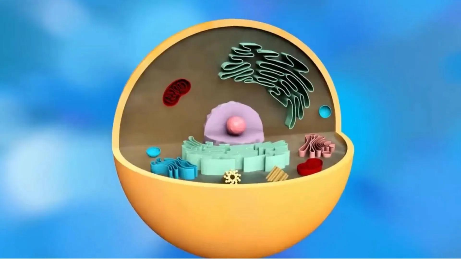 AD NACIONAL DE TUCUMAN
08
iol
B
de los Microorganismos
elular
PEDES IN TERRA AD SIDERA
MCMXIV
VISUS
Dra. María José
Miranda
2025 # Modelos
