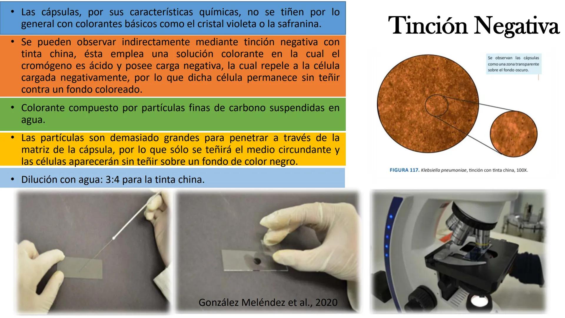AD NACIONAL DE TUCUMAN
08
iol
B
de los Microorganismos
elular
PEDES IN TERRA AD SIDERA
MCMXIV
VISUS
Dra. María José
Miranda
2025 # Modelos