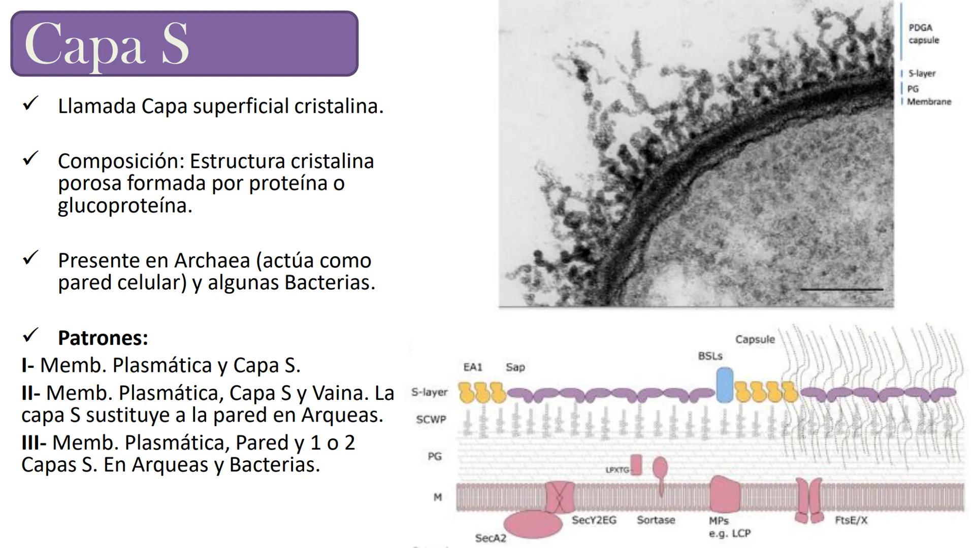 AD NACIONAL DE TUCUMAN
08
iol
B
de los Microorganismos
elular
PEDES IN TERRA AD SIDERA
MCMXIV
VISUS
Dra. María José
Miranda
2025 # Modelos
