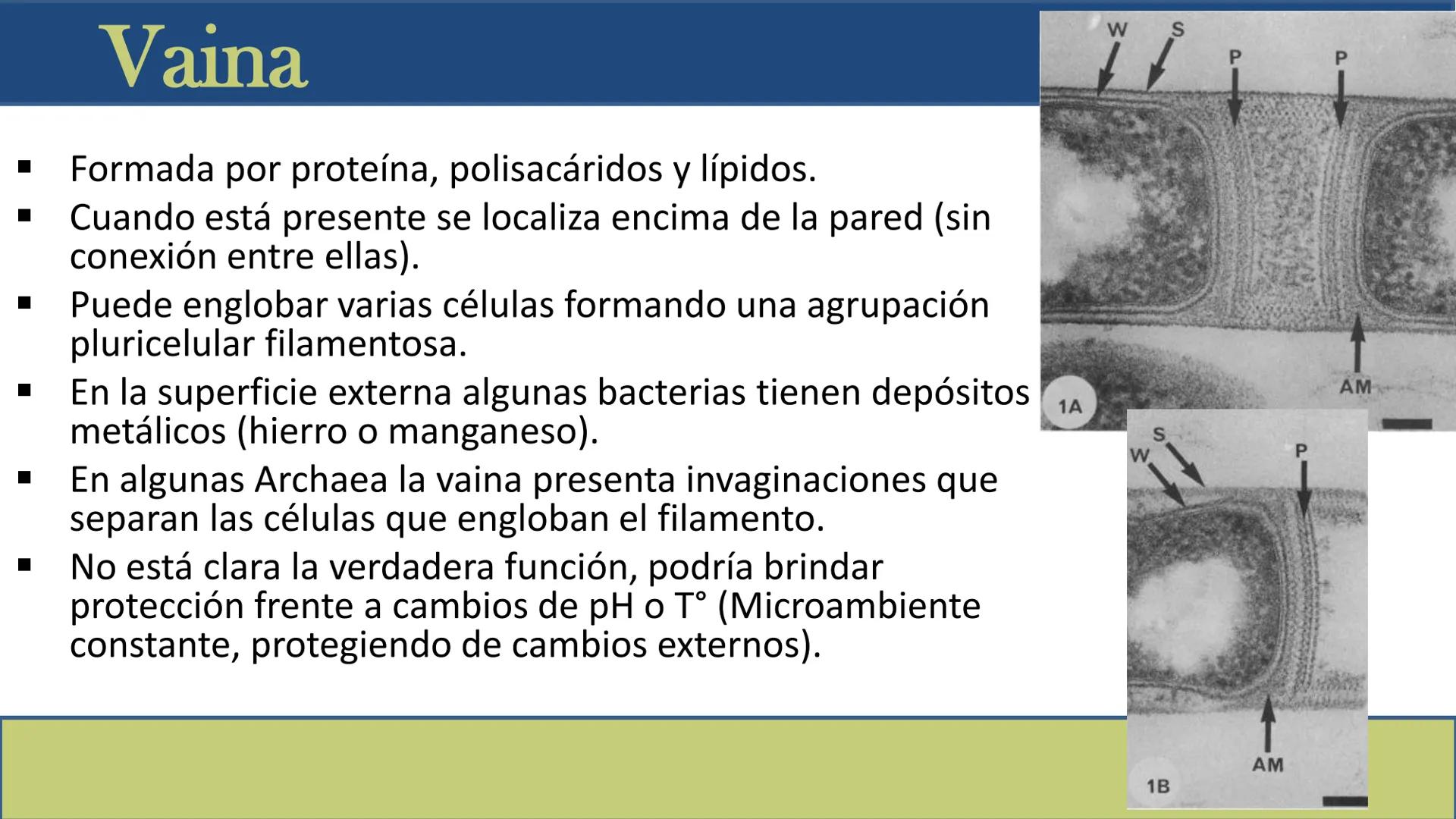 AD NACIONAL DE TUCUMAN
08
iol
B
de los Microorganismos
elular
PEDES IN TERRA AD SIDERA
MCMXIV
VISUS
Dra. María José
Miranda
2025 # Modelos