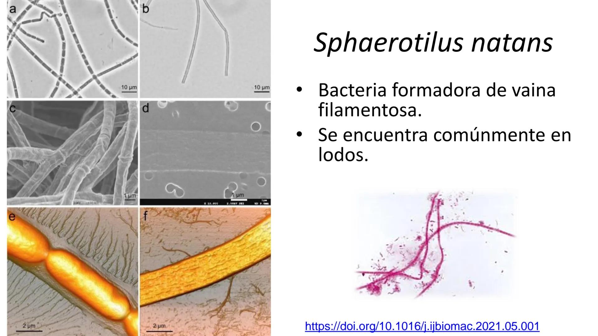 AD NACIONAL DE TUCUMAN
08
iol
B
de los Microorganismos
elular
PEDES IN TERRA AD SIDERA
MCMXIV
VISUS
Dra. María José
Miranda
2025 # Modelos