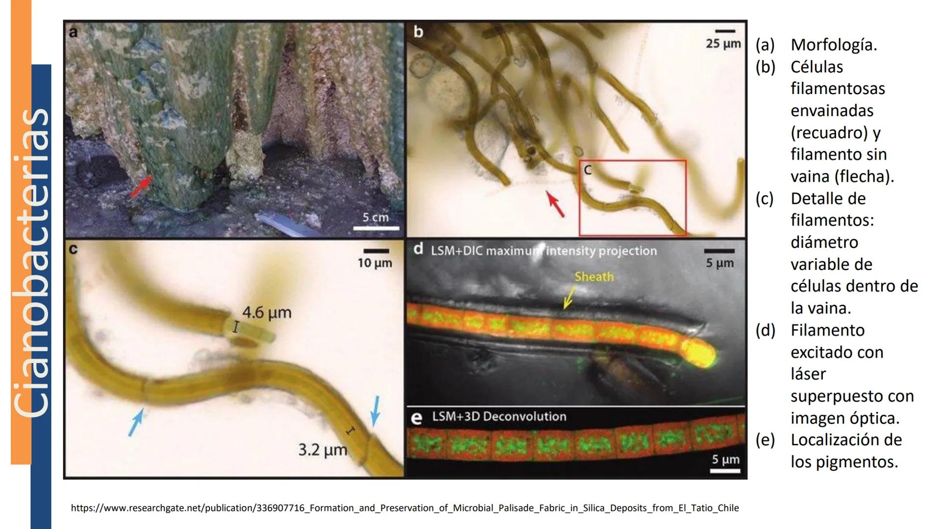 AD NACIONAL DE TUCUMAN
08
iol
B
de los Microorganismos
elular
PEDES IN TERRA AD SIDERA
MCMXIV
VISUS
Dra. María José
Miranda
2025 # Modelos