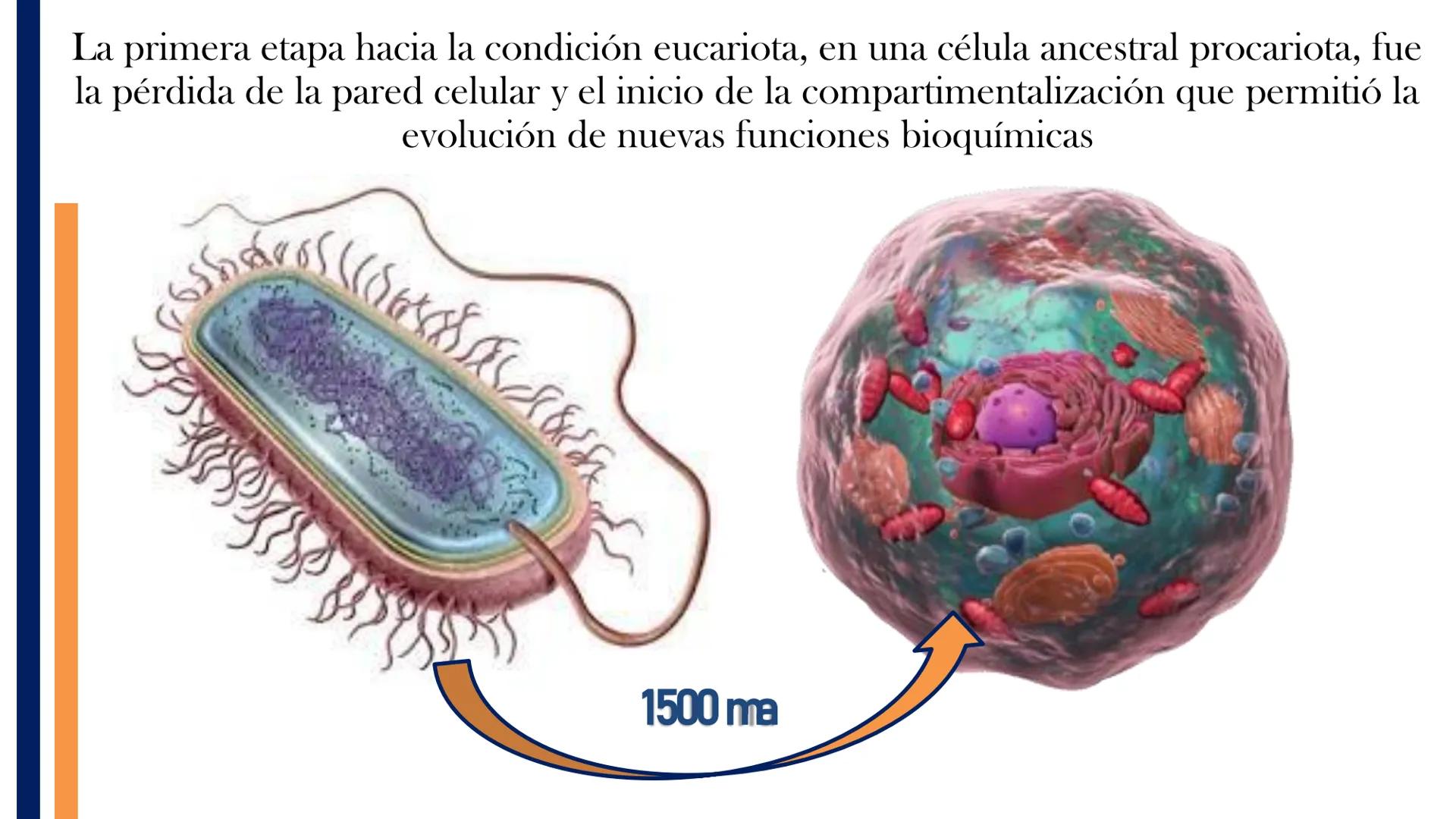 AD NACIONAL DE TUCUMAN
08
iol
B
de los Microorganismos
elular
PEDES IN TERRA AD SIDERA
MCMXIV
VISUS
Dra. María José
Miranda
2025 # Modelos