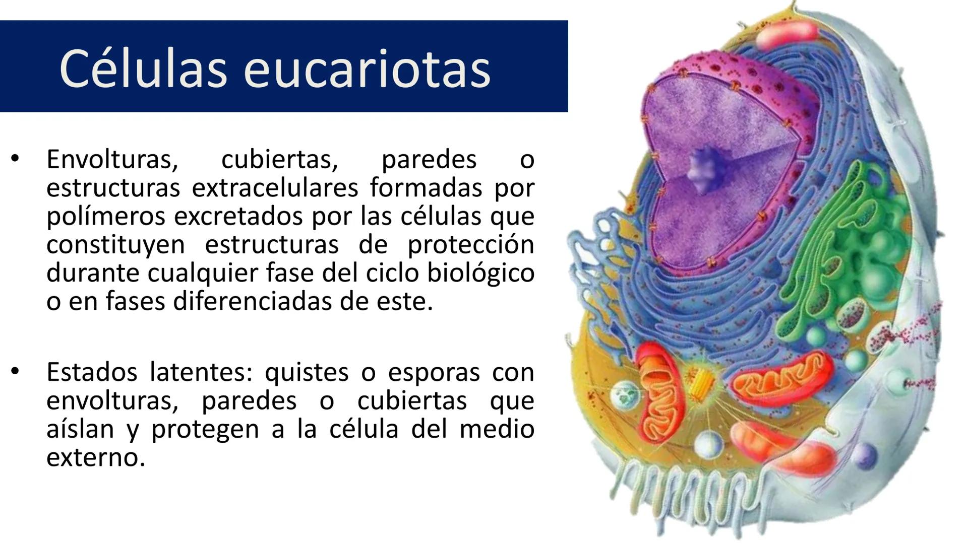 AD NACIONAL DE TUCUMAN
08
iol
B
de los Microorganismos
elular
PEDES IN TERRA AD SIDERA
MCMXIV
VISUS
Dra. María José
Miranda
2025 # Modelos