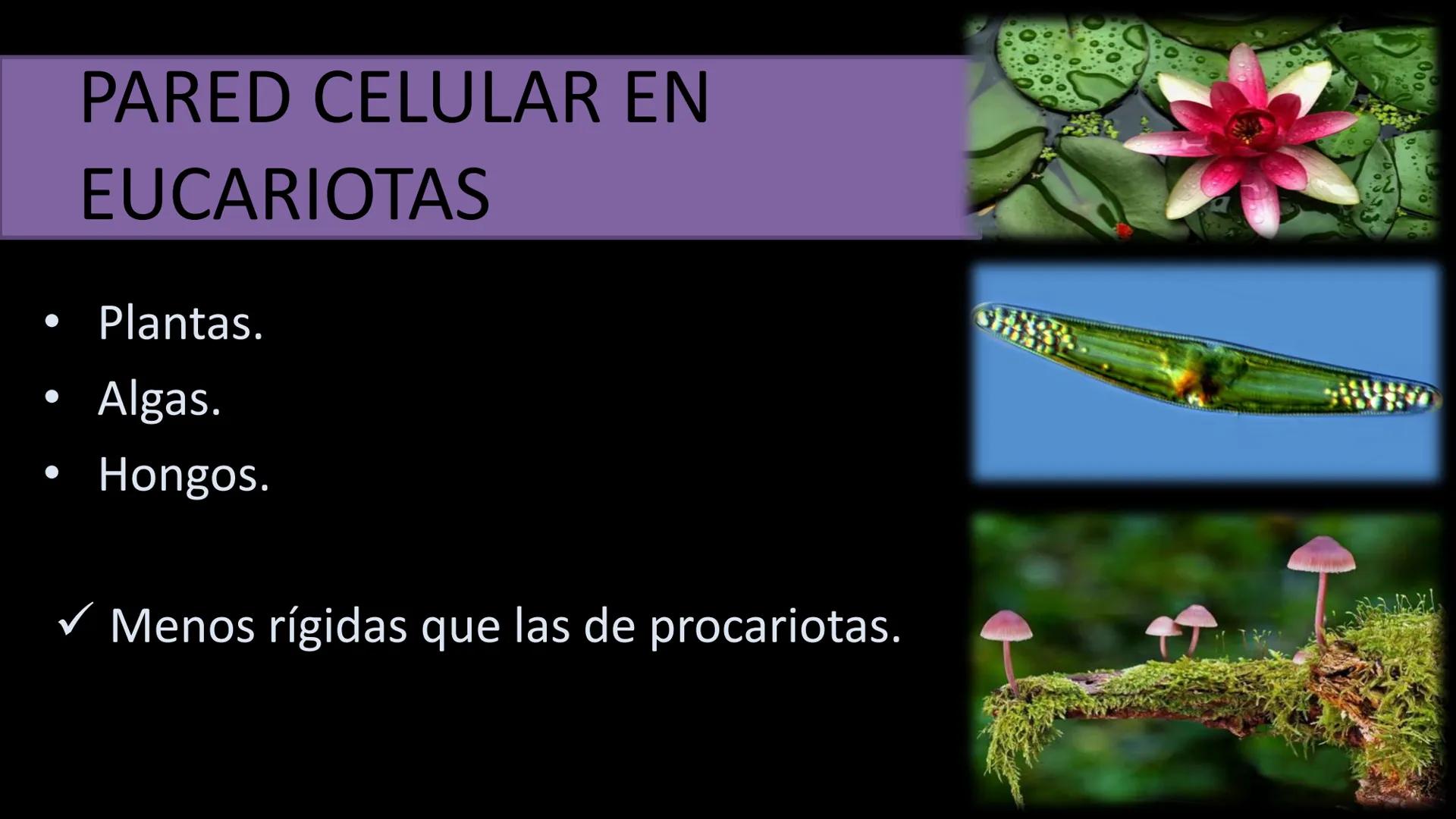 AD NACIONAL DE TUCUMAN
08
iol
B
de los Microorganismos
elular
PEDES IN TERRA AD SIDERA
MCMXIV
VISUS
Dra. María José
Miranda
2025 # Modelos