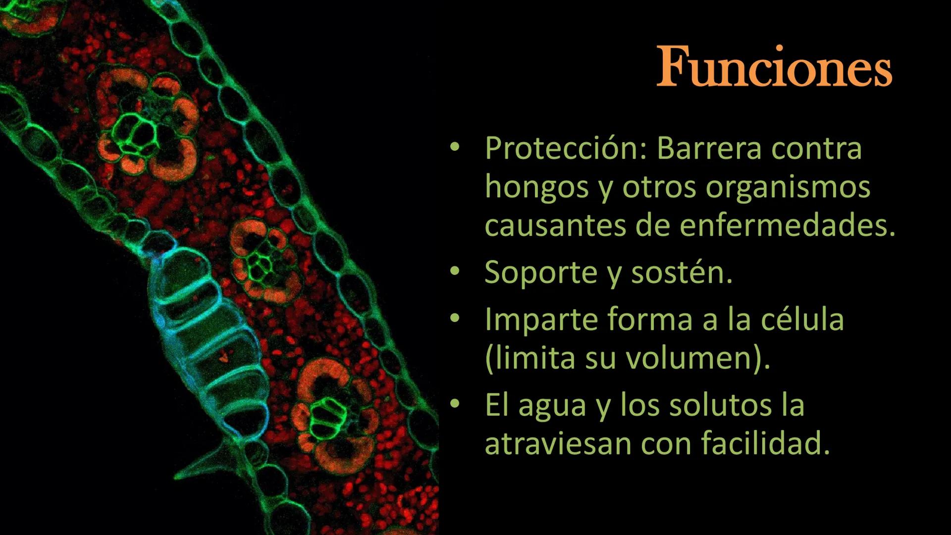 AD NACIONAL DE TUCUMAN
08
iol
B
de los Microorganismos
elular
PEDES IN TERRA AD SIDERA
MCMXIV
VISUS
Dra. María José
Miranda
2025 # Modelos