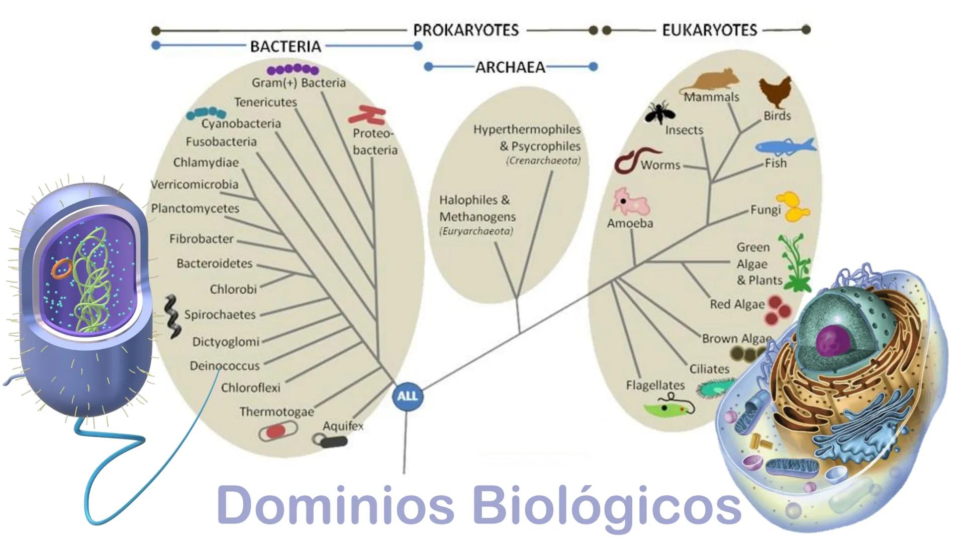 AD NACIONAL DE TUCUMAN
08
iol
B
de los Microorganismos
elular
PEDES IN TERRA AD SIDERA
MCMXIV
VISUS
Dra. María José
Miranda
2025 # Modelos