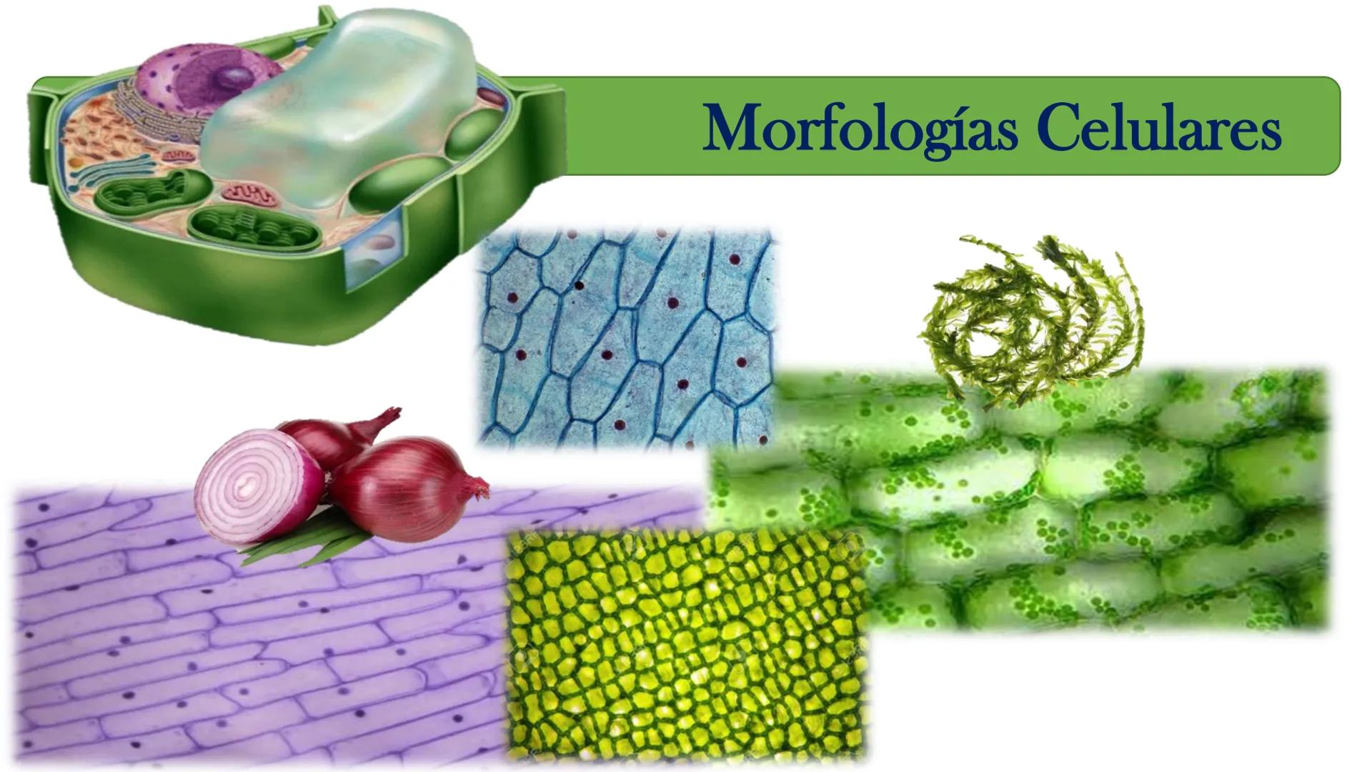 AD NACIONAL DE TUCUMAN
08
iol
B
de los Microorganismos
elular
PEDES IN TERRA AD SIDERA
MCMXIV
VISUS
Dra. María José
Miranda
2025 # Modelos