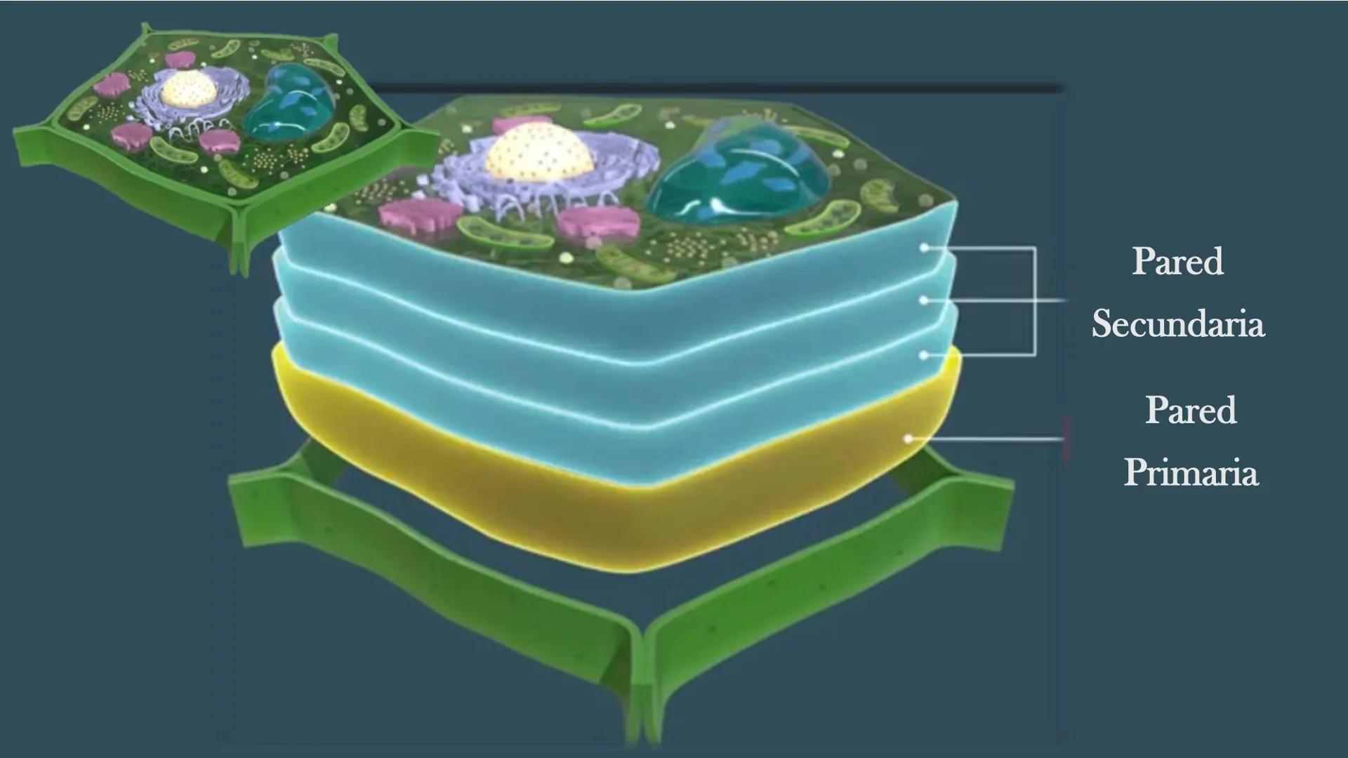 AD NACIONAL DE TUCUMAN
08
iol
B
de los Microorganismos
elular
PEDES IN TERRA AD SIDERA
MCMXIV
VISUS
Dra. María José
Miranda
2025 # Modelos