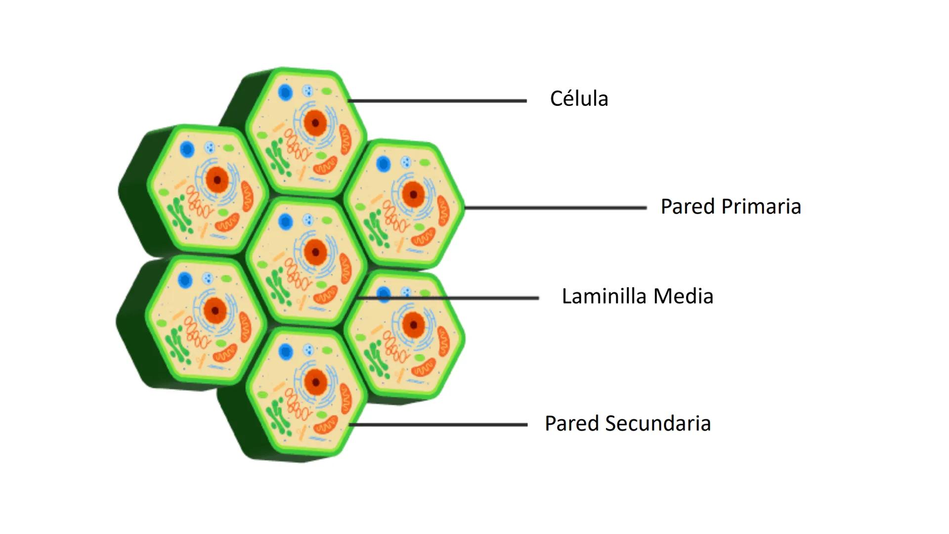 AD NACIONAL DE TUCUMAN
08
iol
B
de los Microorganismos
elular
PEDES IN TERRA AD SIDERA
MCMXIV
VISUS
Dra. María José
Miranda
2025 # Modelos