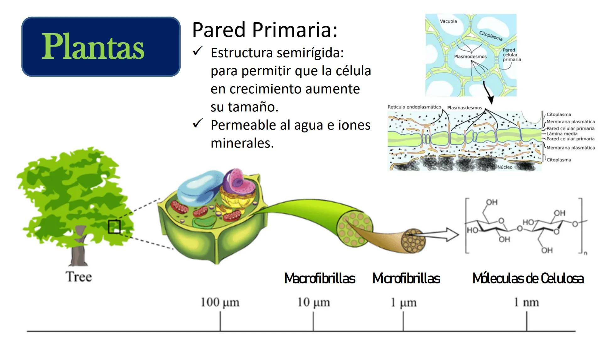 AD NACIONAL DE TUCUMAN
08
iol
B
de los Microorganismos
elular
PEDES IN TERRA AD SIDERA
MCMXIV
VISUS
Dra. María José
Miranda
2025 # Modelos