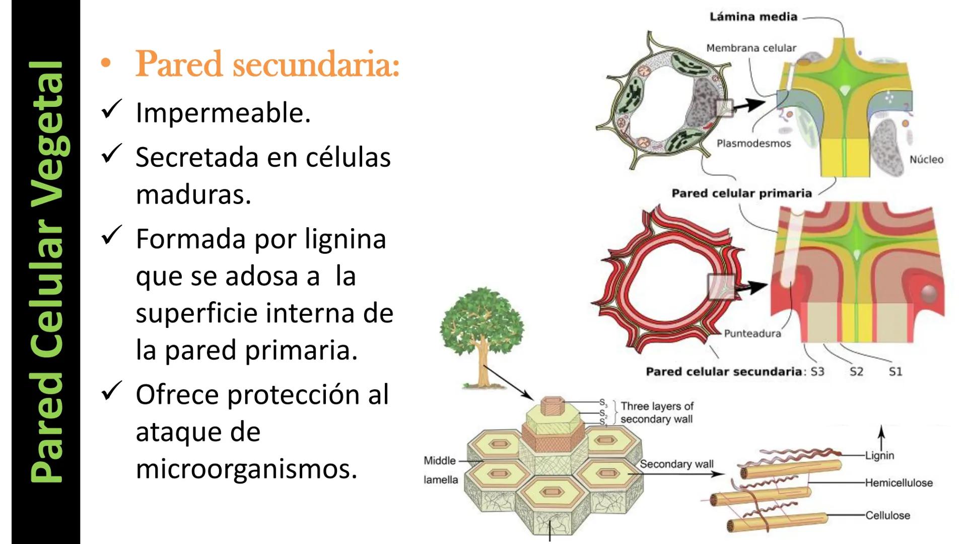 AD NACIONAL DE TUCUMAN
08
iol
B
de los Microorganismos
elular
PEDES IN TERRA AD SIDERA
MCMXIV
VISUS
Dra. María José
Miranda
2025 # Modelos