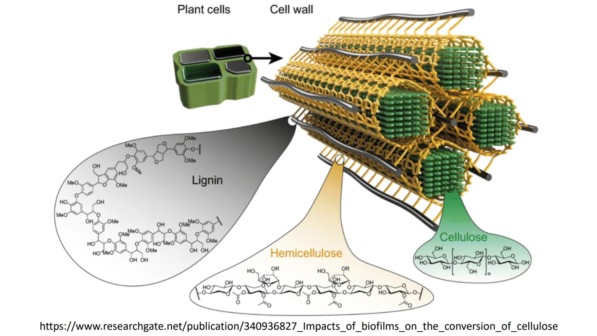 AD NACIONAL DE TUCUMAN
08
iol
B
de los Microorganismos
elular
PEDES IN TERRA AD SIDERA
MCMXIV
VISUS
Dra. María José
Miranda
2025 # Modelos