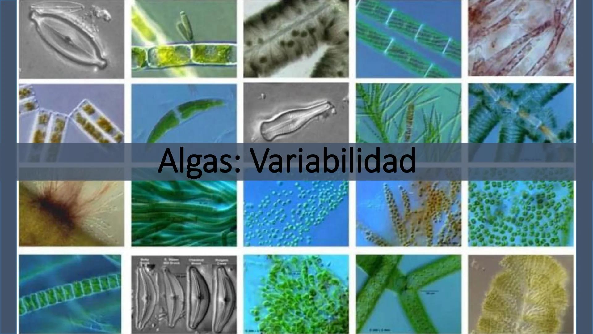AD NACIONAL DE TUCUMAN
08
iol
B
de los Microorganismos
elular
PEDES IN TERRA AD SIDERA
MCMXIV
VISUS
Dra. María José
Miranda
2025 # Modelos
