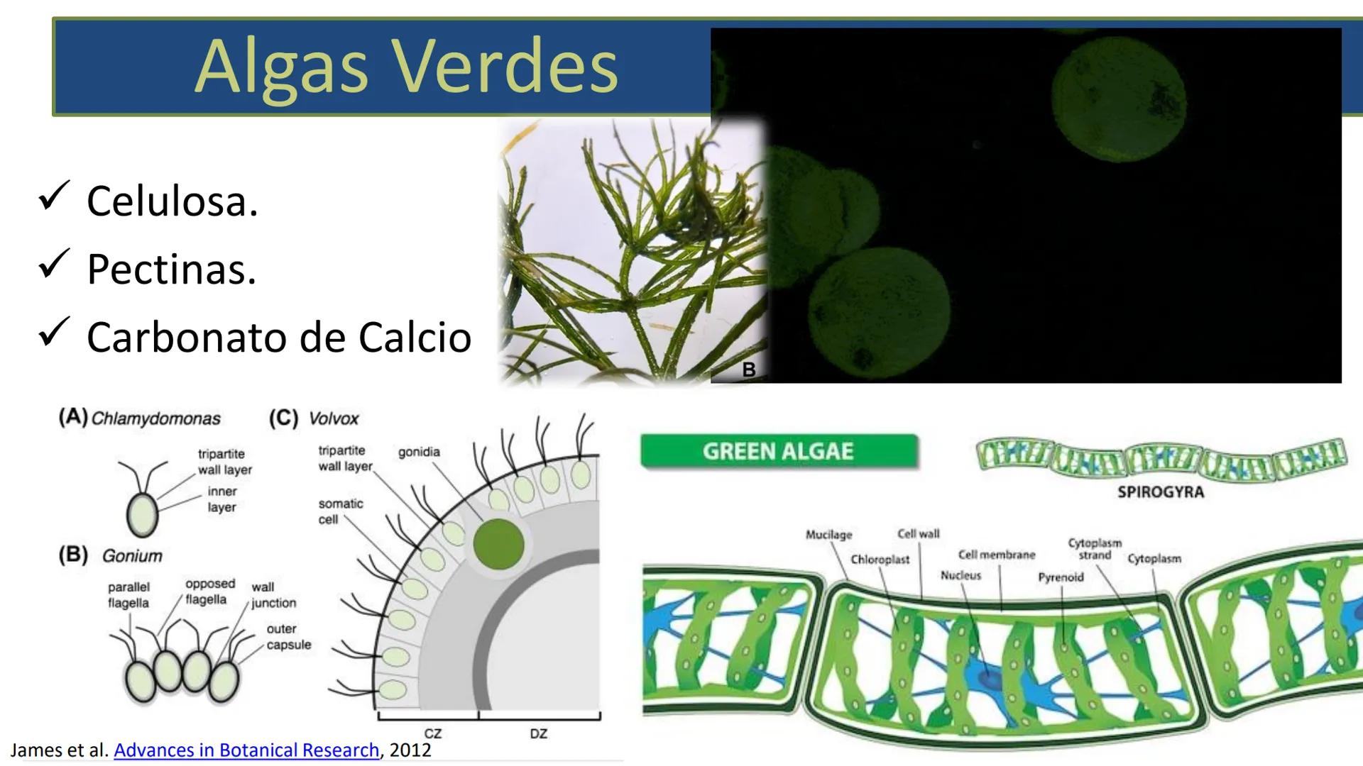 AD NACIONAL DE TUCUMAN
08
iol
B
de los Microorganismos
elular
PEDES IN TERRA AD SIDERA
MCMXIV
VISUS
Dra. María José
Miranda
2025 # Modelos