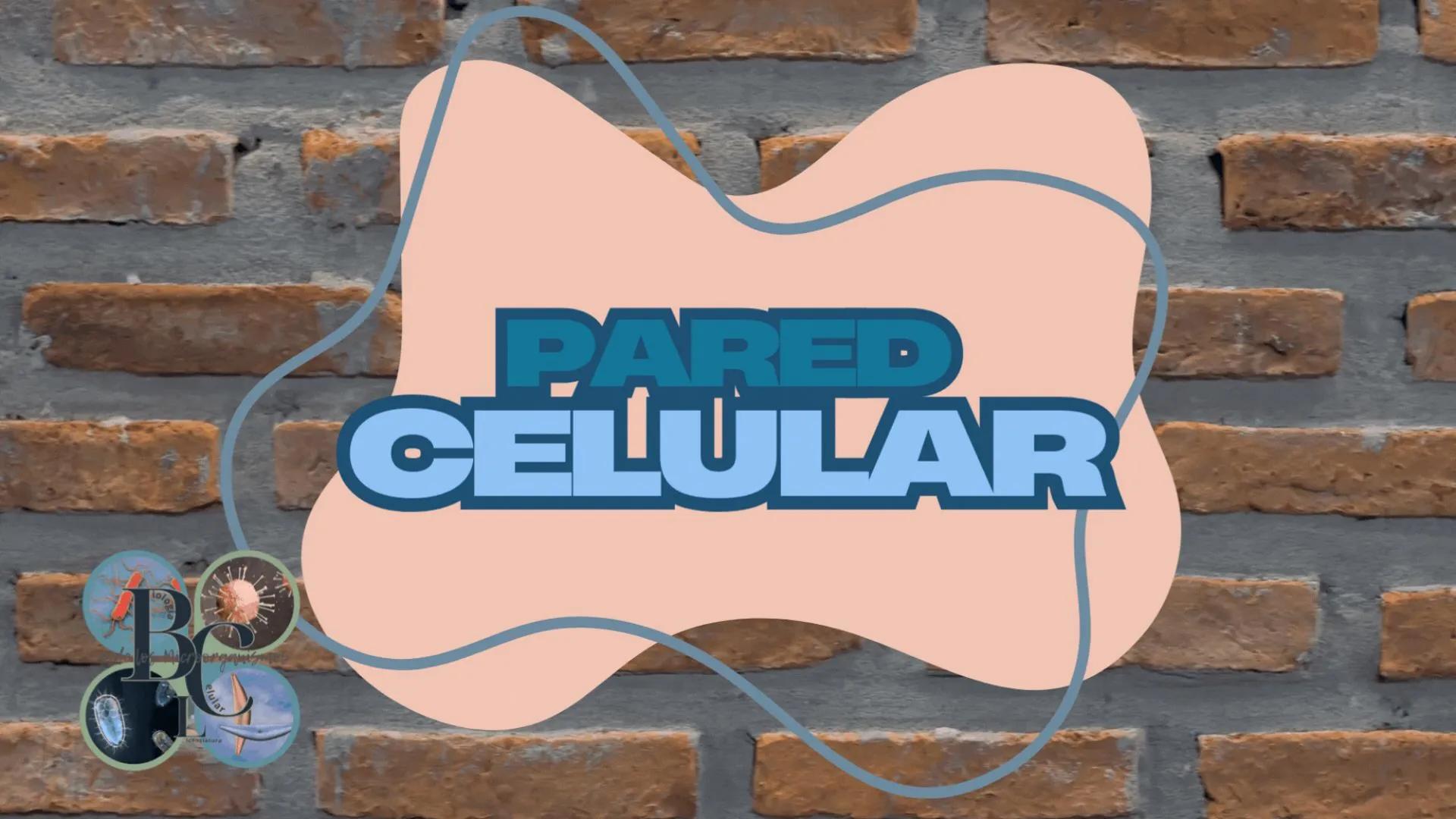 AD NACIONAL DE TUCUMAN
08
iol
B
de los Microorganismos
elular
PEDES IN TERRA AD SIDERA
MCMXIV
VISUS
Dra. María José
Miranda
2025 # Modelos