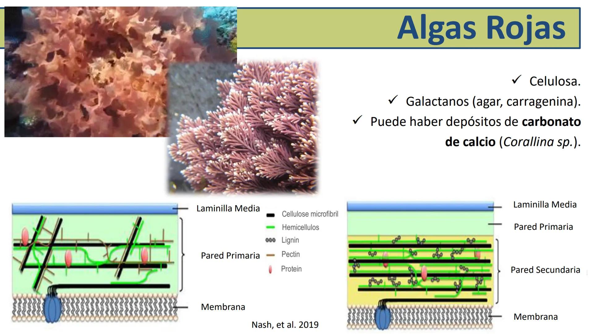 AD NACIONAL DE TUCUMAN
08
iol
B
de los Microorganismos
elular
PEDES IN TERRA AD SIDERA
MCMXIV
VISUS
Dra. María José
Miranda
2025 # Modelos