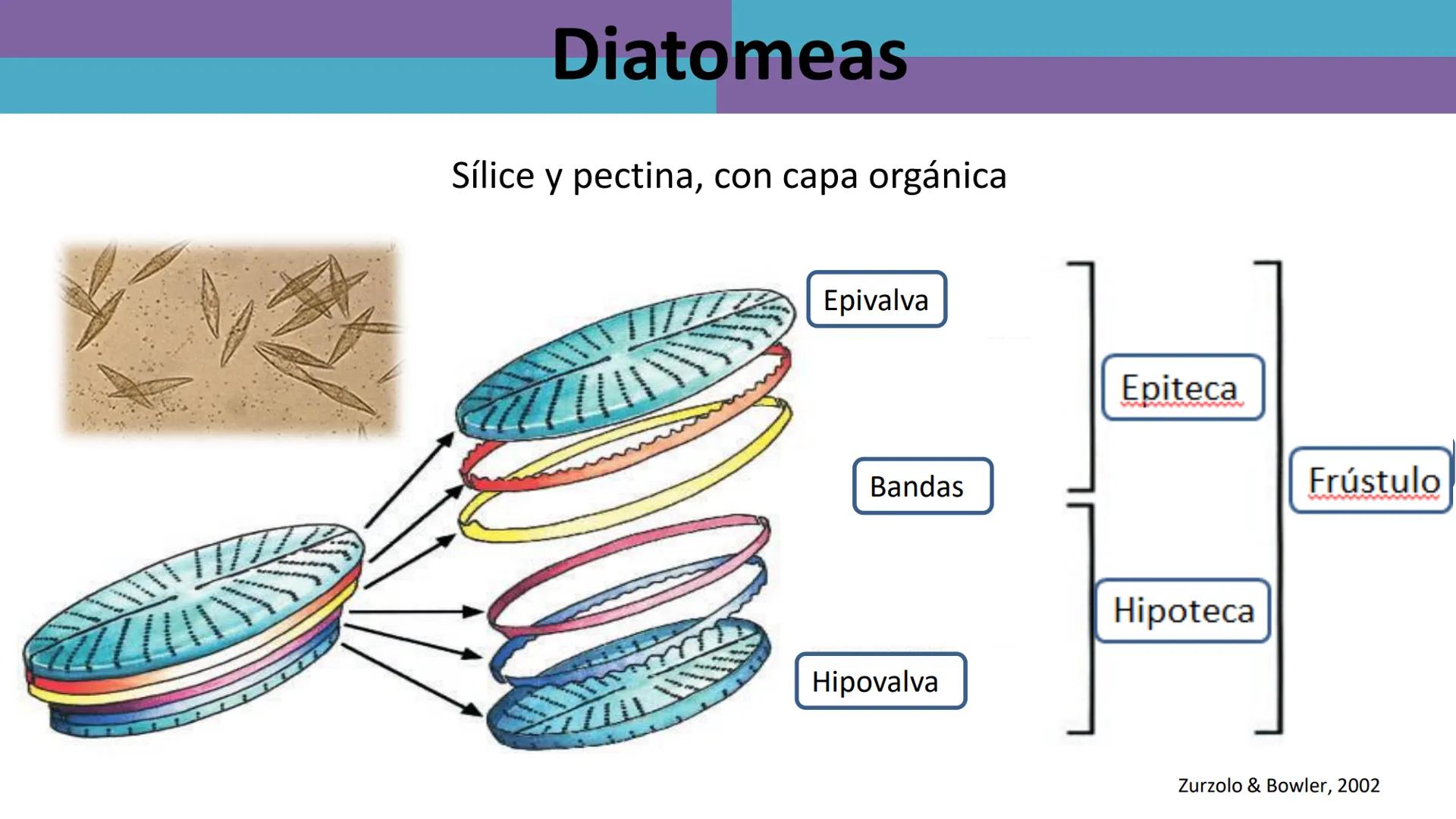 AD NACIONAL DE TUCUMAN
08
iol
B
de los Microorganismos
elular
PEDES IN TERRA AD SIDERA
MCMXIV
VISUS
Dra. María José
Miranda
2025 # Modelos