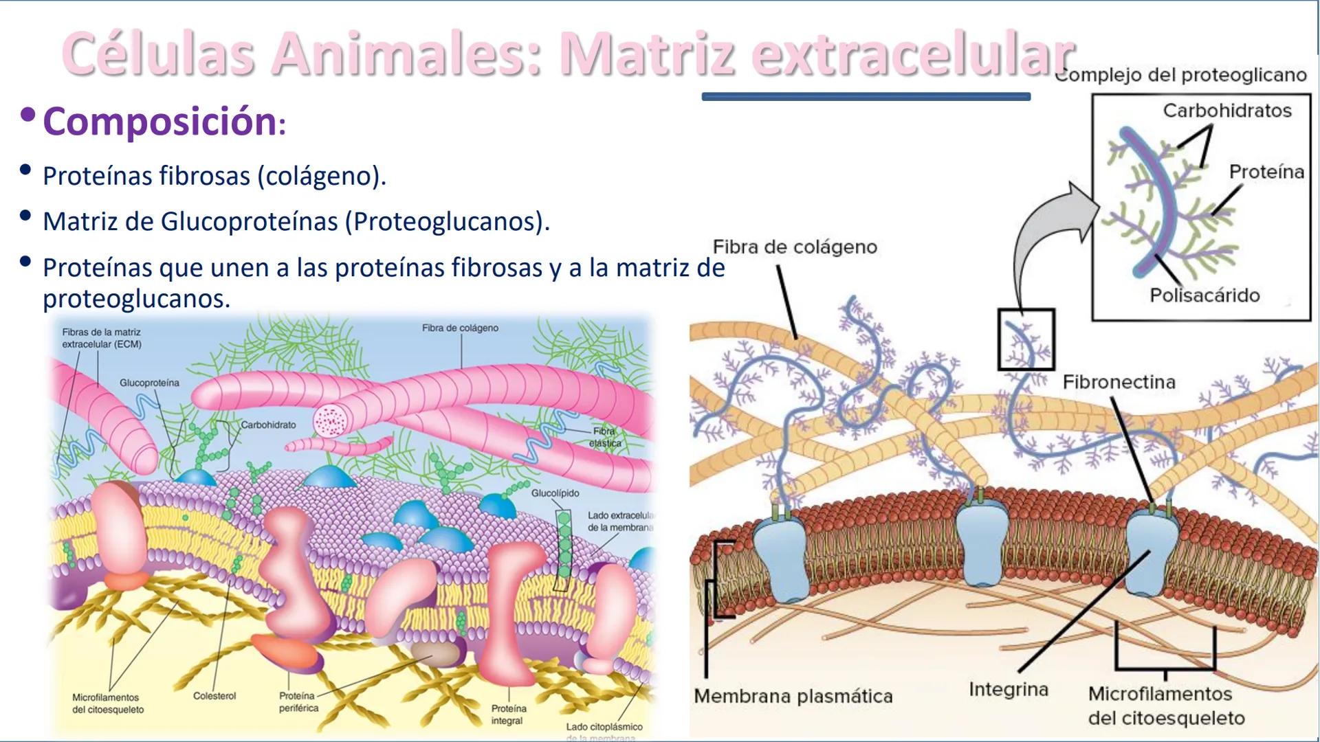 AD NACIONAL DE TUCUMAN
08
iol
B
de los Microorganismos
elular
PEDES IN TERRA AD SIDERA
MCMXIV
VISUS
Dra. María José
Miranda
2025 # Modelos