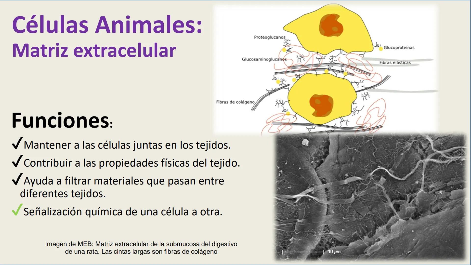 AD NACIONAL DE TUCUMAN
08
iol
B
de los Microorganismos
elular
PEDES IN TERRA AD SIDERA
MCMXIV
VISUS
Dra. María José
Miranda
2025 # Modelos