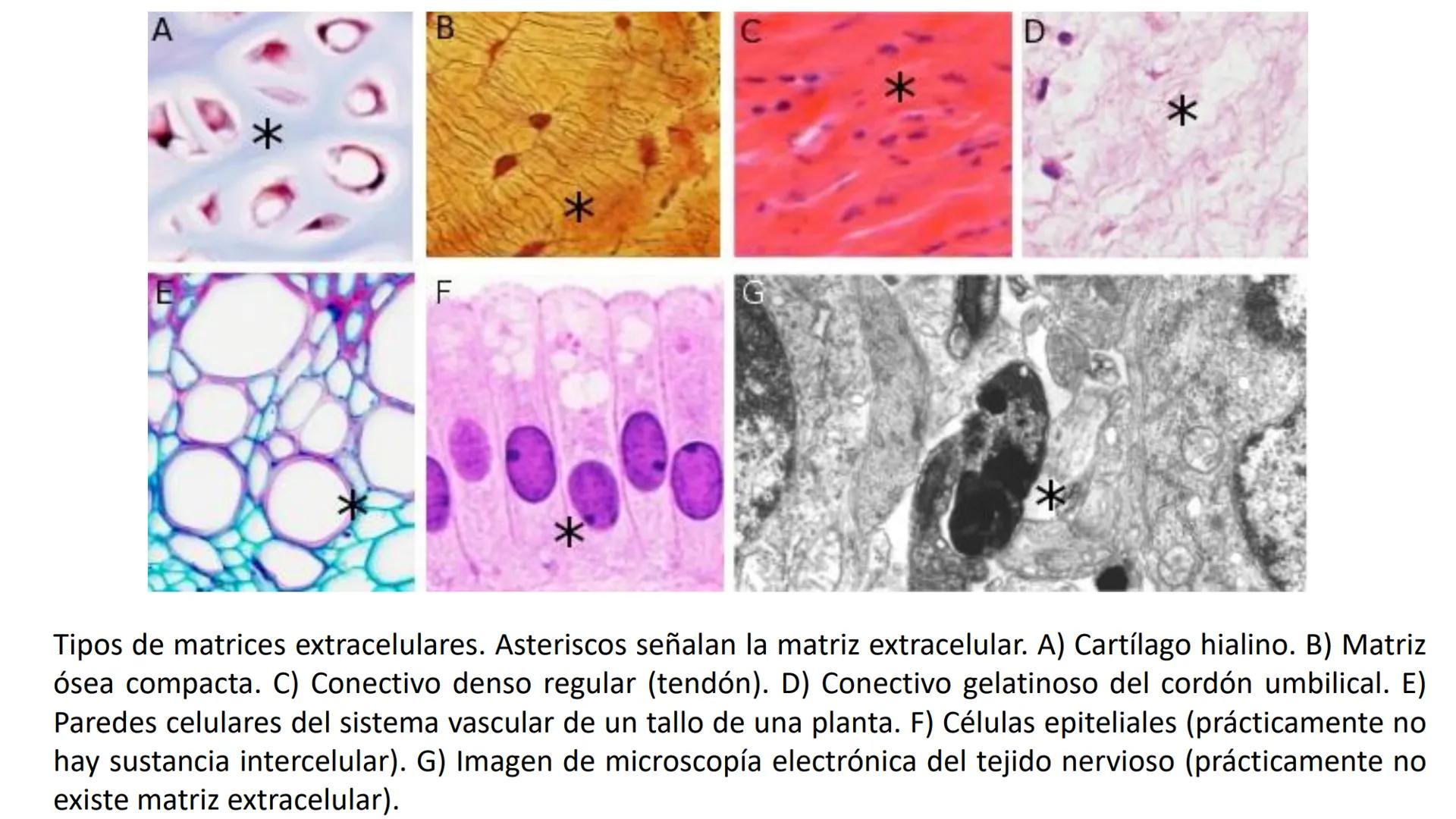 AD NACIONAL DE TUCUMAN
08
iol
B
de los Microorganismos
elular
PEDES IN TERRA AD SIDERA
MCMXIV
VISUS
Dra. María José
Miranda
2025 # Modelos