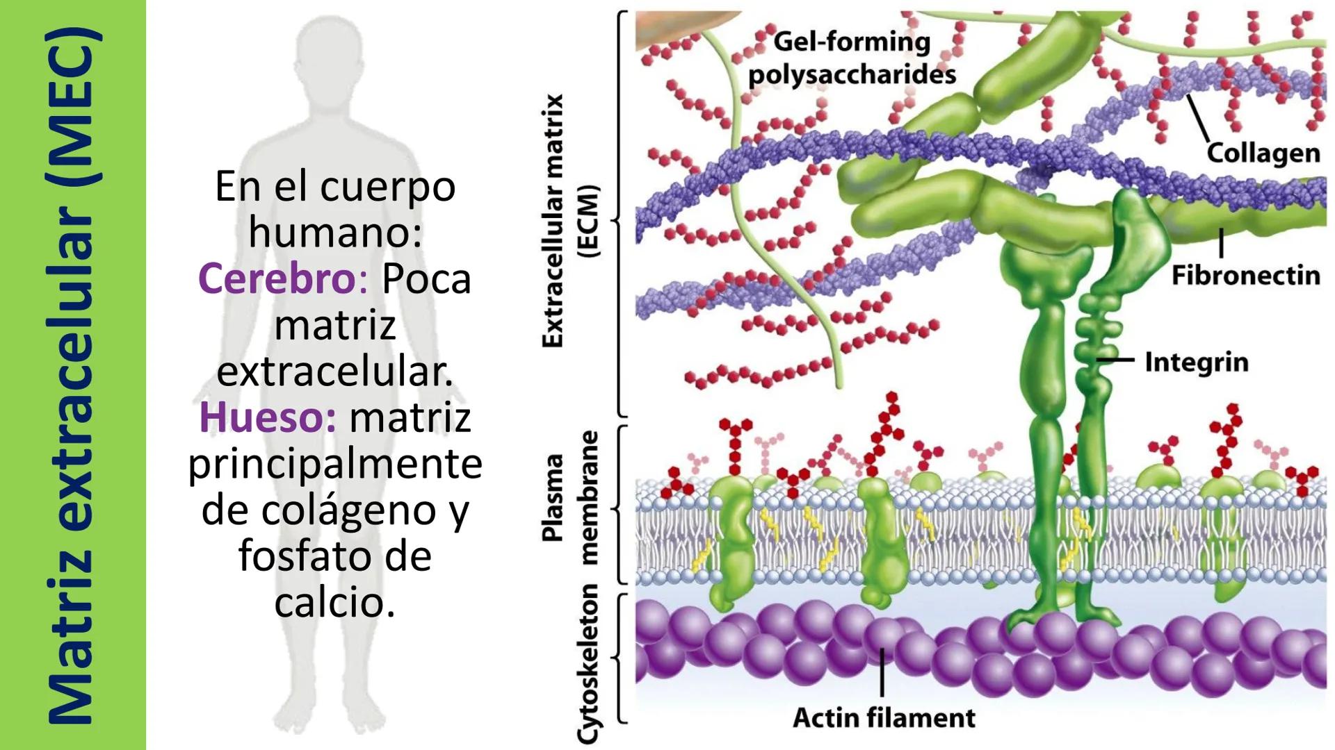 AD NACIONAL DE TUCUMAN
08
iol
B
de los Microorganismos
elular
PEDES IN TERRA AD SIDERA
MCMXIV
VISUS
Dra. María José
Miranda
2025 # Modelos