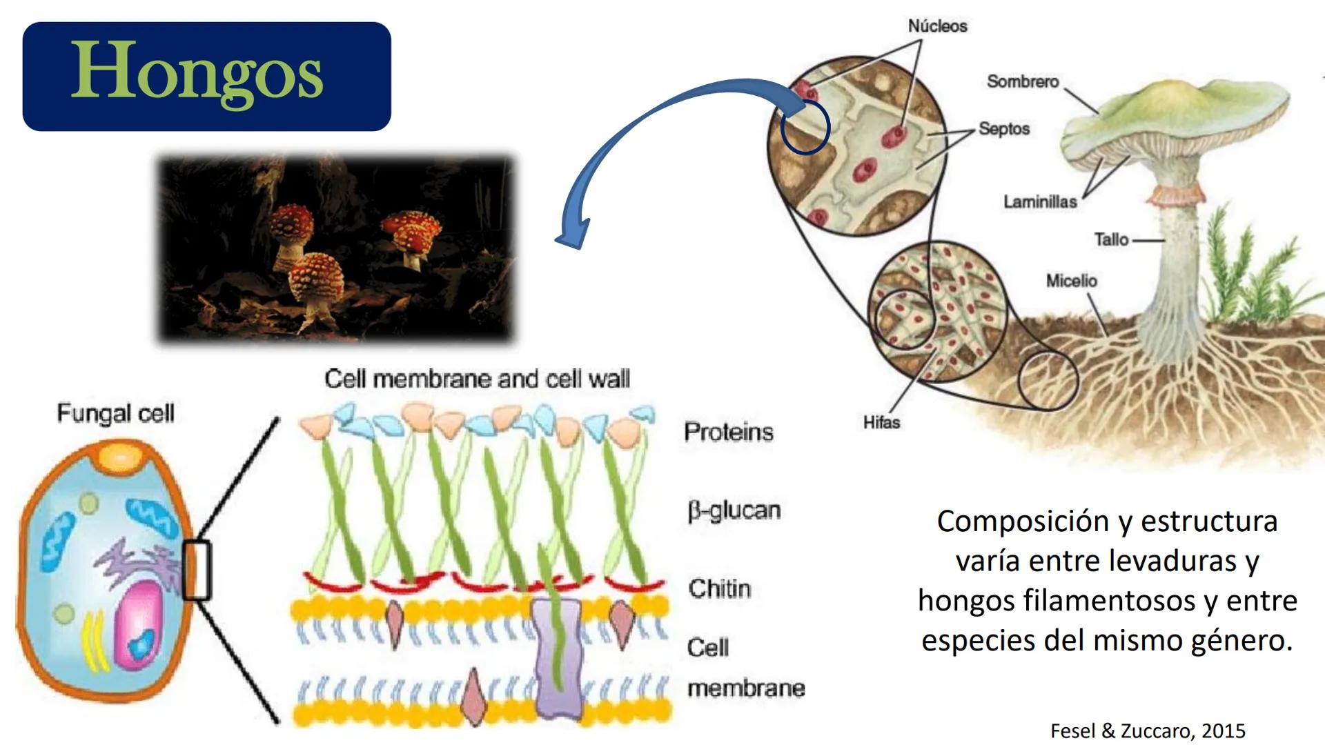 AD NACIONAL DE TUCUMAN
08
iol
B
de los Microorganismos
elular
PEDES IN TERRA AD SIDERA
MCMXIV
VISUS
Dra. María José
Miranda
2025 # Modelos