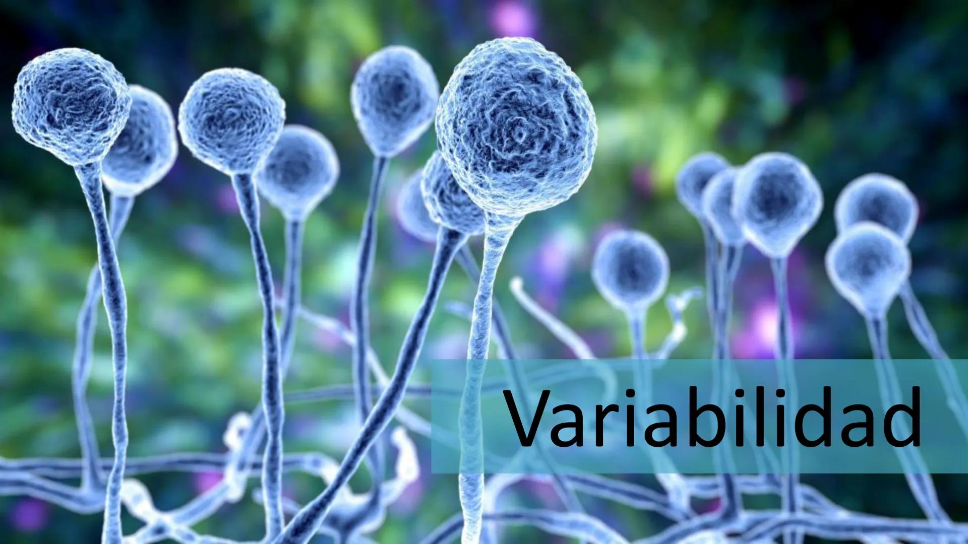 AD NACIONAL DE TUCUMAN
08
iol
B
de los Microorganismos
elular
PEDES IN TERRA AD SIDERA
MCMXIV
VISUS
Dra. María José
Miranda
2025 # Modelos