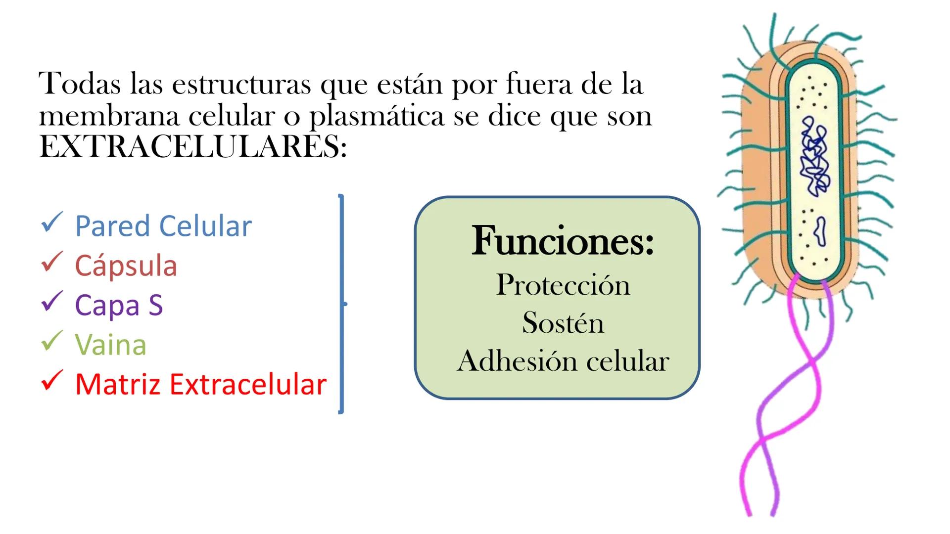 AD NACIONAL DE TUCUMAN
08
iol
B
de los Microorganismos
elular
PEDES IN TERRA AD SIDERA
MCMXIV
VISUS
Dra. María José
Miranda
2025 # Modelos